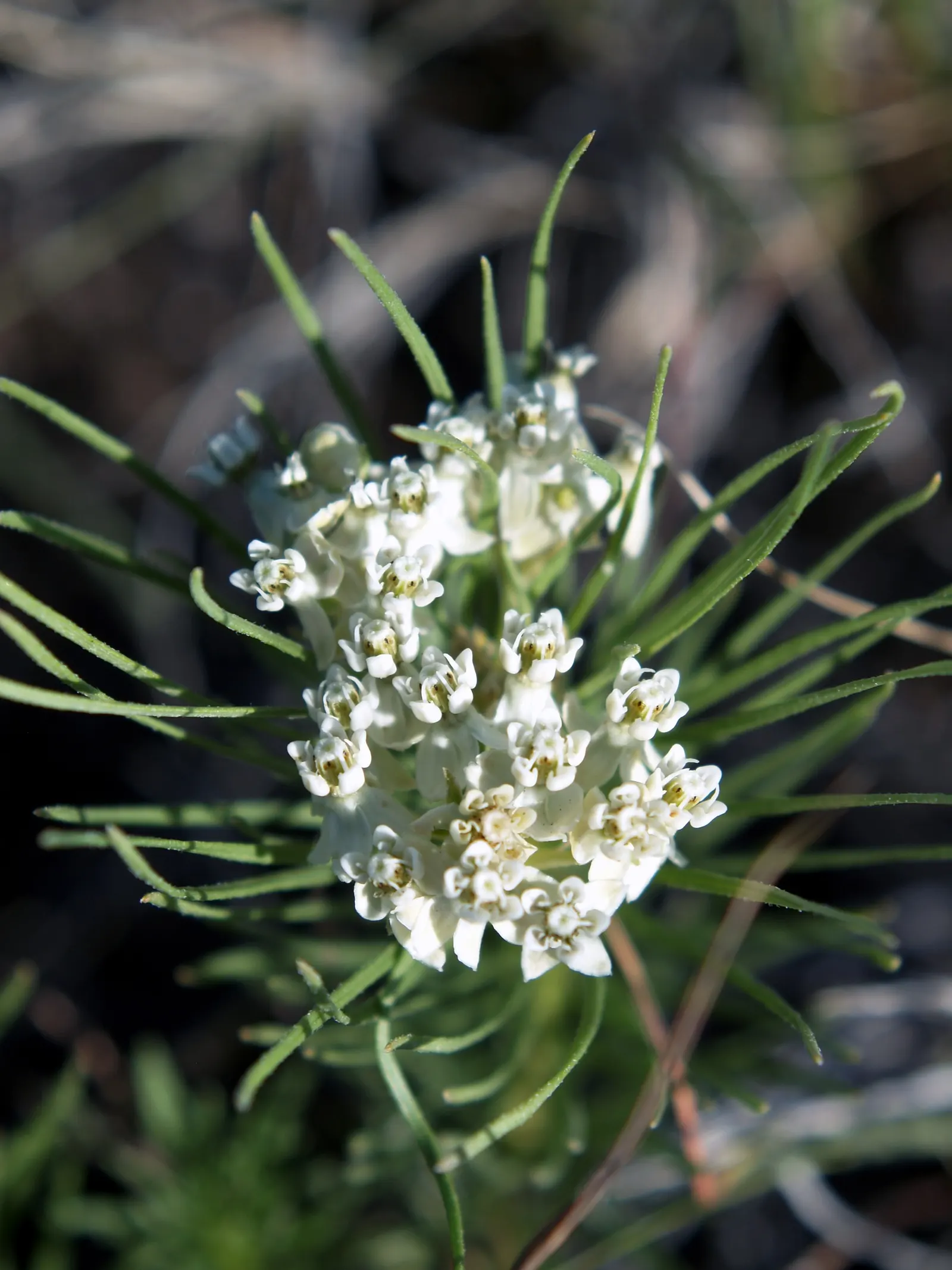 Native Wind Flower (Anemone Canadensis) — white flowers in the garden; presents a delightful charm to any garden with its simplistic yet alluring demeanor