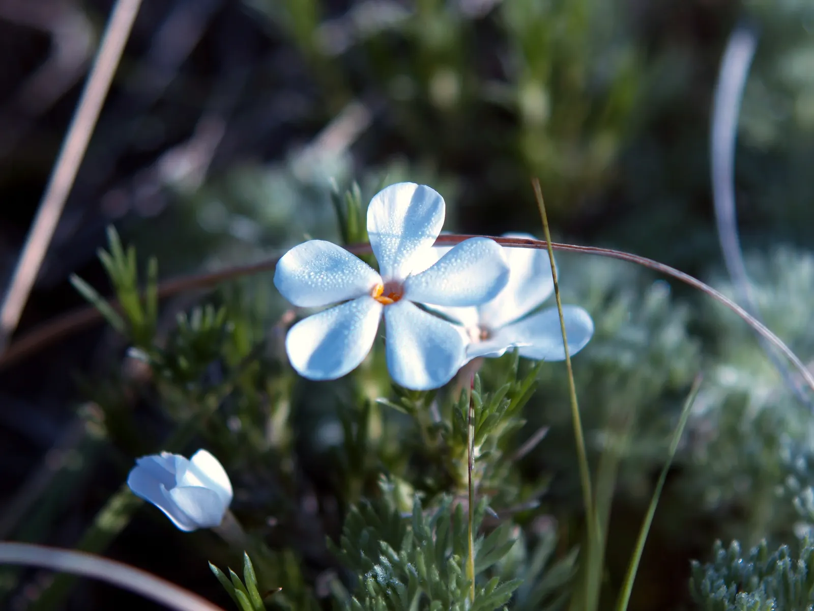 Native Wind Flower (Anemone Canadensis) — The Anemone canadensis, or Canadian Anemone, is a hardy perennial that adds delicate charm to any landscape; it