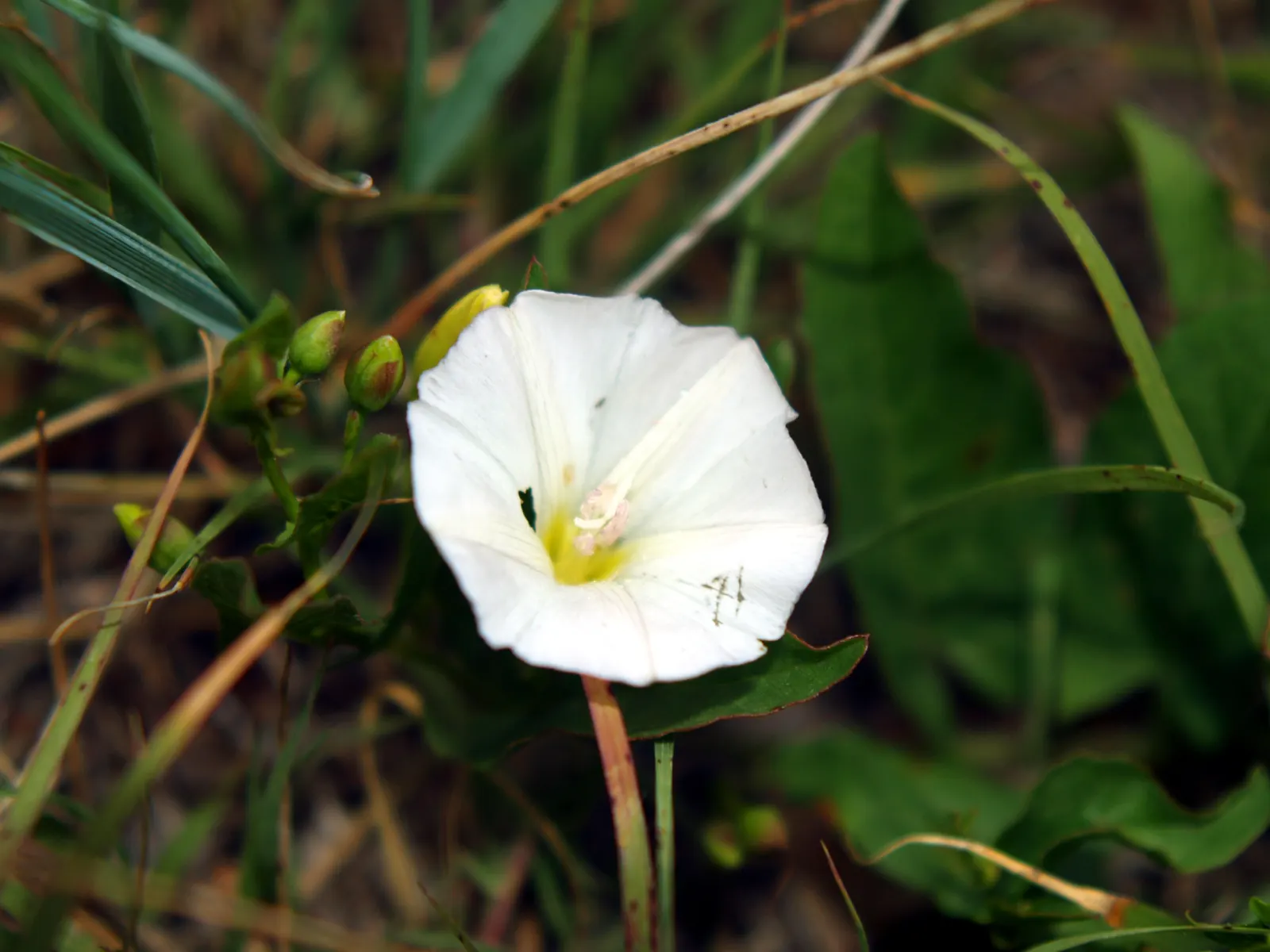 Native Wind Flower (Anemone Canadensis) — which appear from late spring to early summer; it is hardy in USDA zones 3 through 8, exhibiting notable, image 133