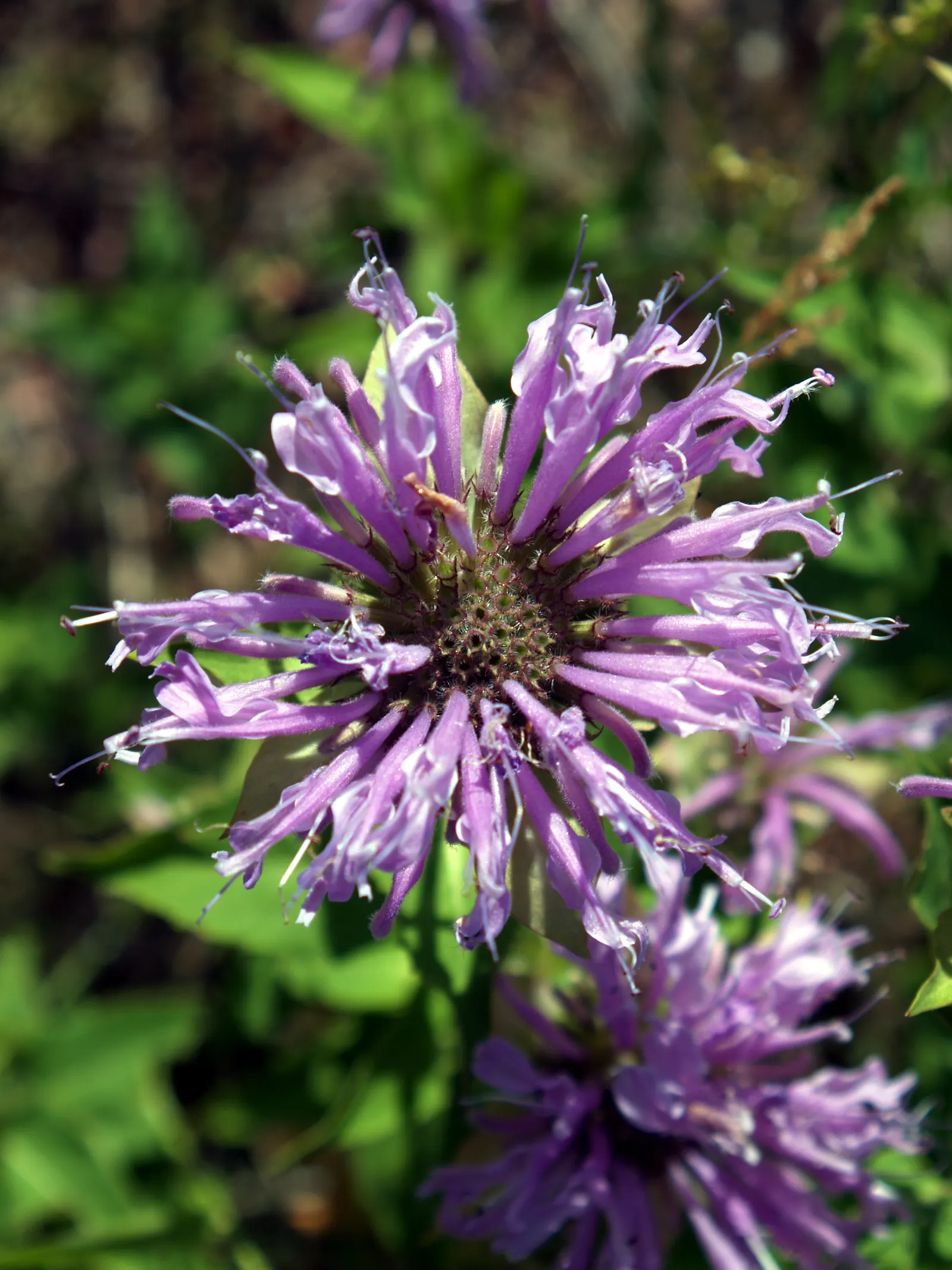 Native Wind Flower (Anemone Canadensis) — It's a low-maintenance option that offers great aesthetic appeal and ecological benefits; the plant can, image 68