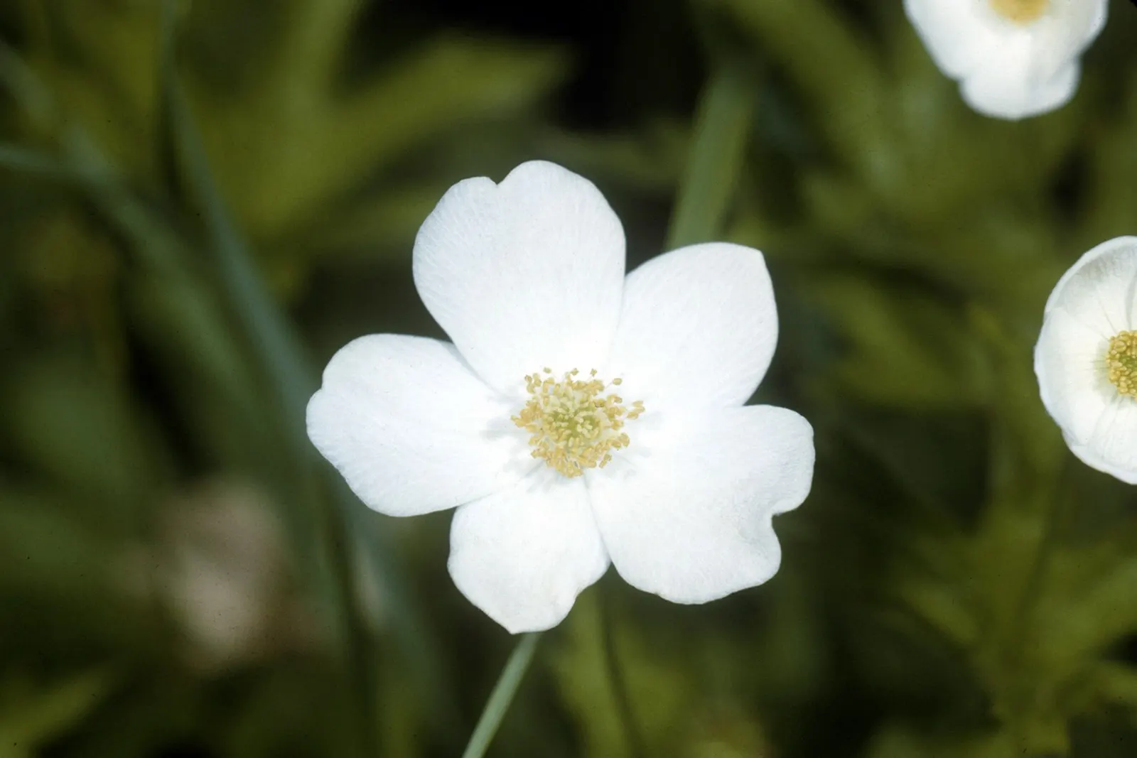 Native Wind Flower (Anemone Canadensis) — which appear from late spring to early summer; it is hardy in USDA zones 3 through 8, exhibiting notable, image 109