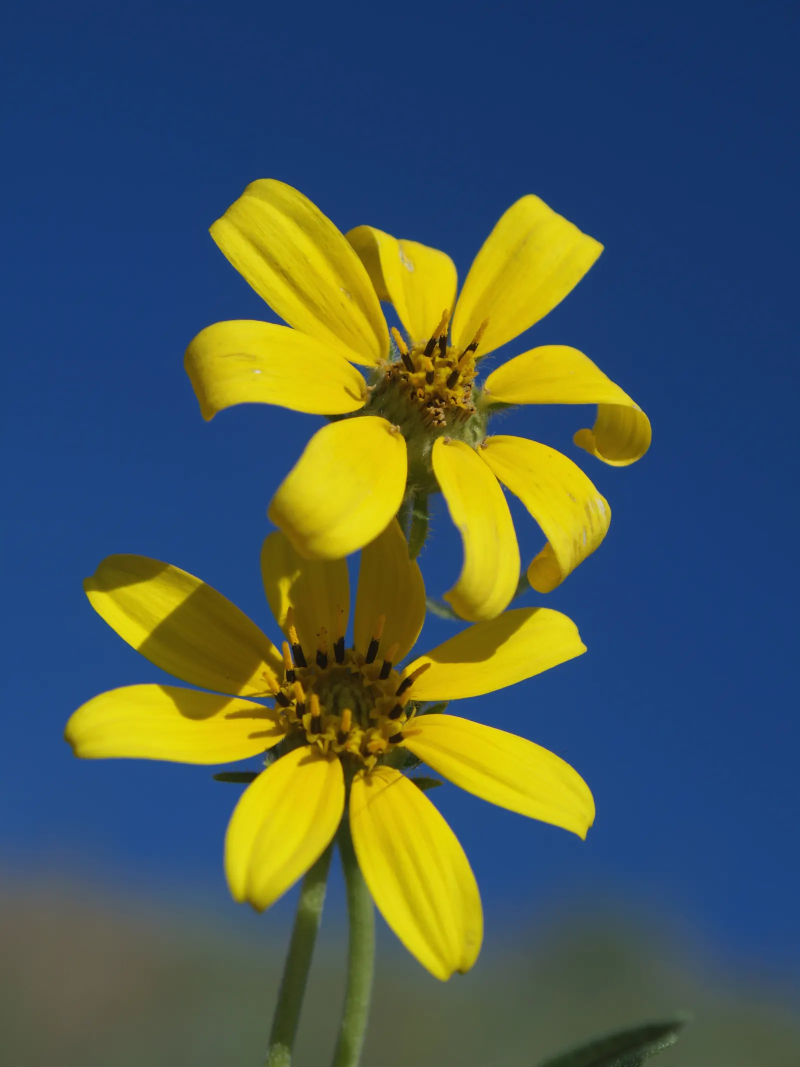 Native Wind Flower (Anemone Canadensis) — Thriving in USDA zones 3-8; making it suitable for naturalized areas, image 99