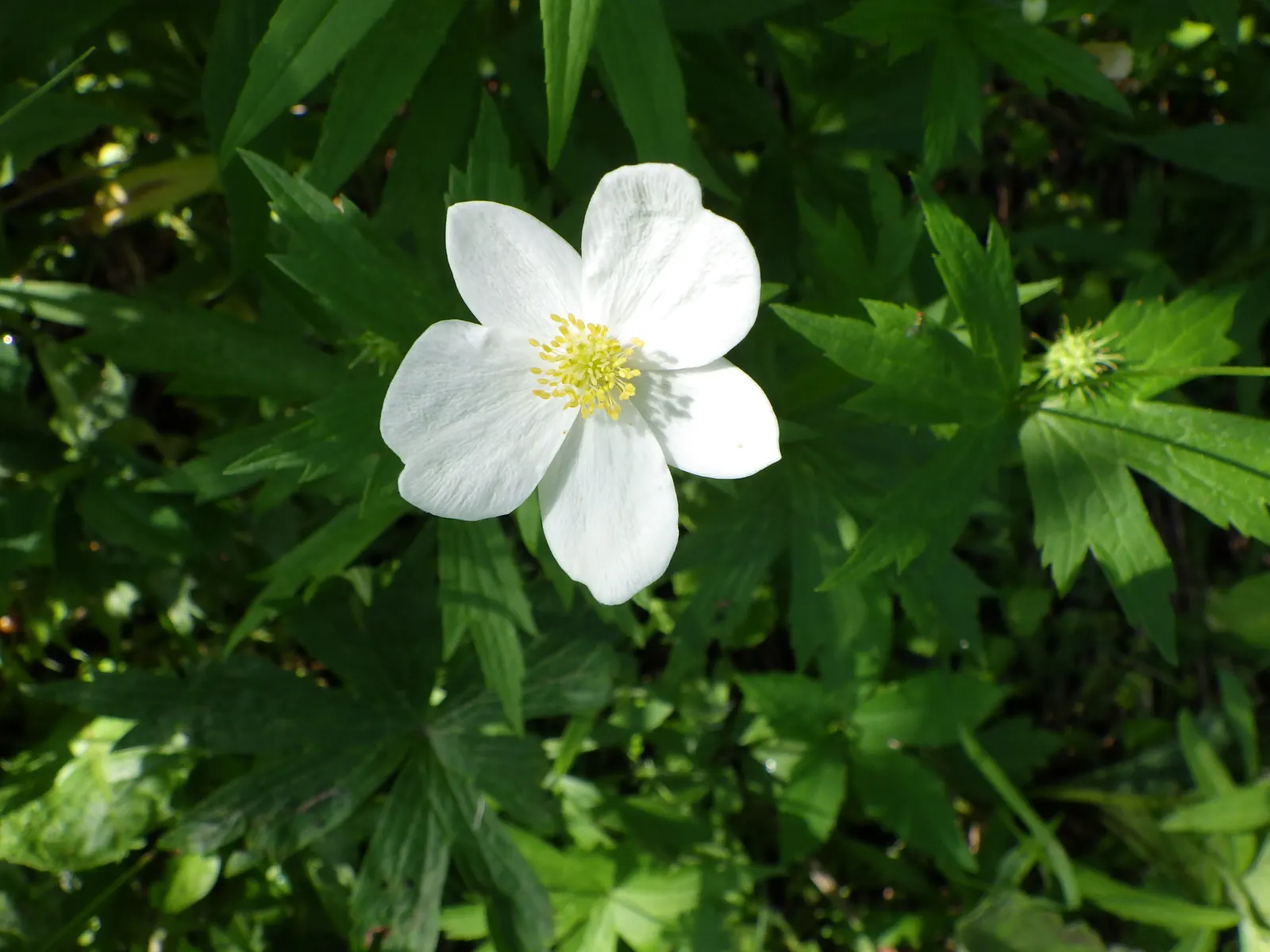 Native Wind Flower (Anemone Canadensis) — It's a low-maintenance option that offers great aesthetic appeal and ecological benefits; the plant can, image 140