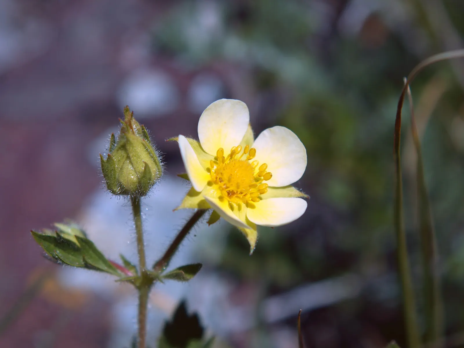 Native Wind Flower (Anemone Canadensis) — It is hardy in USDA zones 3 through 8, exhibiting notable frost tolerance; which appear from late spring, image 136