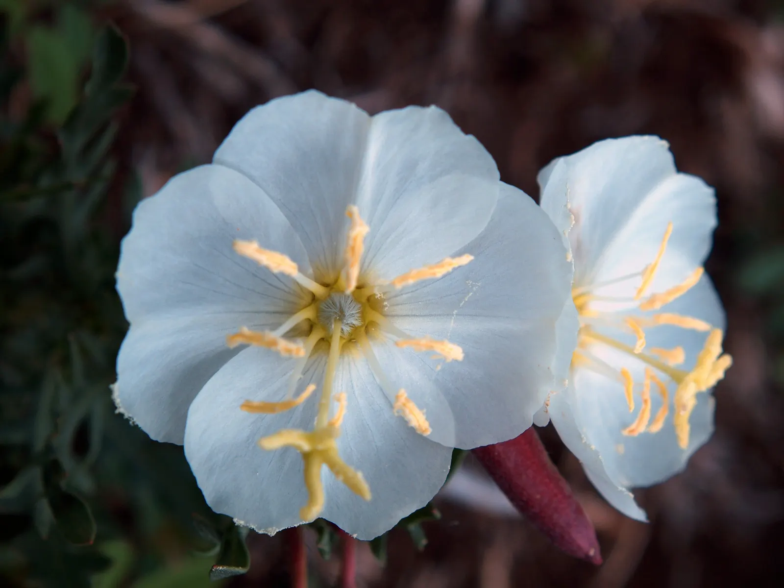 Native Wind Flower (Anemone Canadensis) — lobed leaves that provide a verdant backdrop for the crisp white blossoms