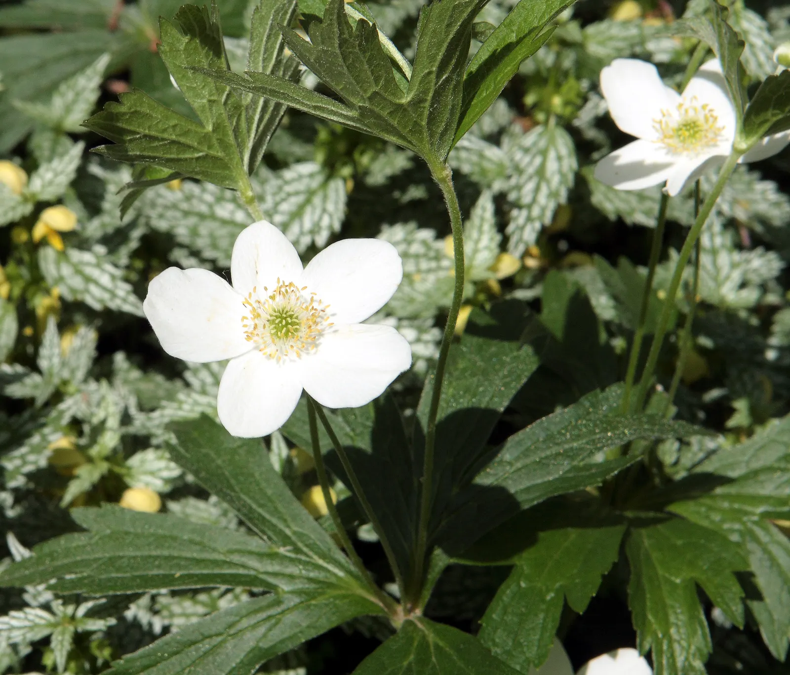 Native Wind Flower (Anemone Canadensis) — The plant can spread quite vigorously through rhizomatous growth; it's a low-maintenance option that, image 161