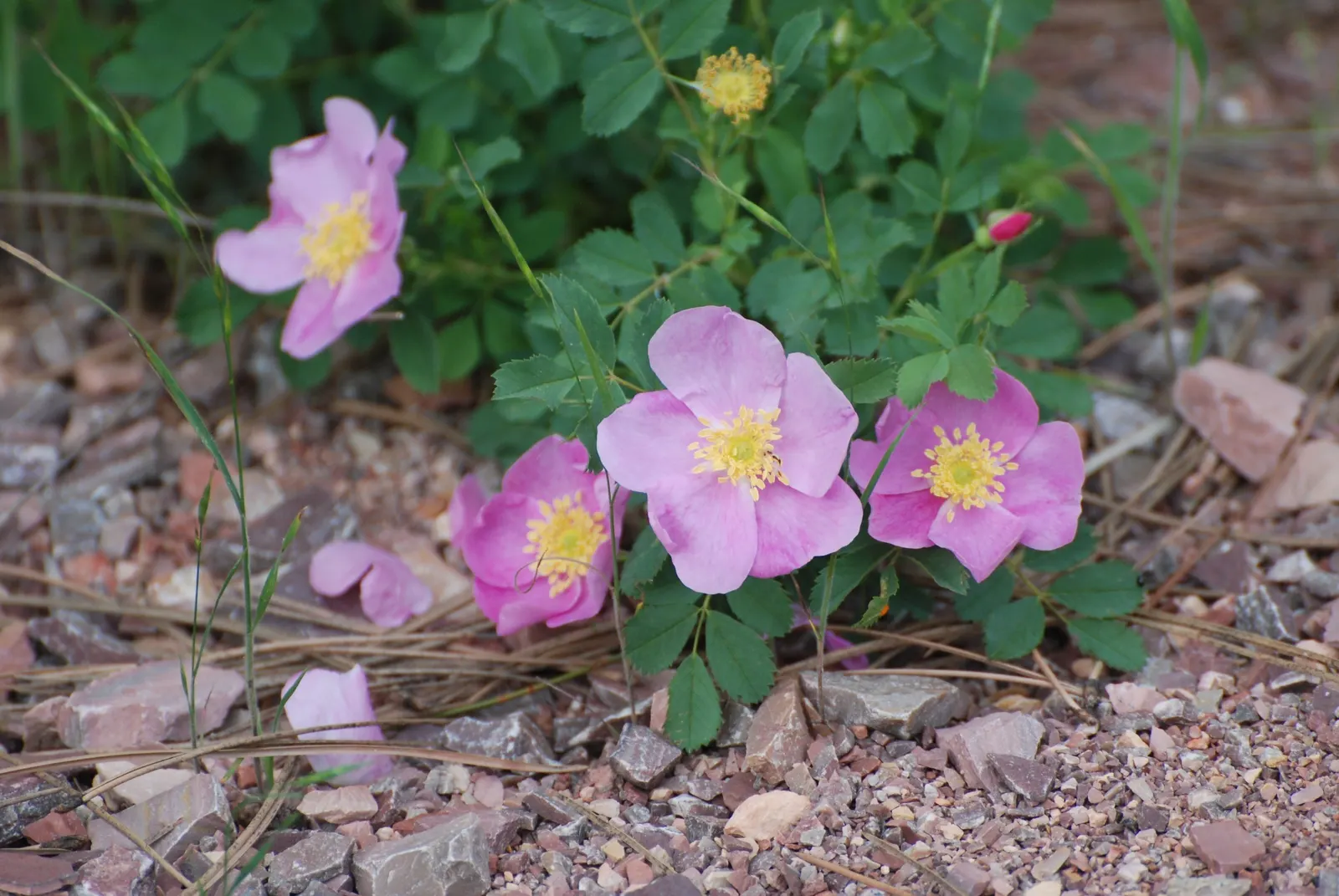 Native Wind Flower (Anemone Canadensis) — typically ranging between 1 and 2 feet; creating an eco-friendly and sustainable addition to their garden, image 130