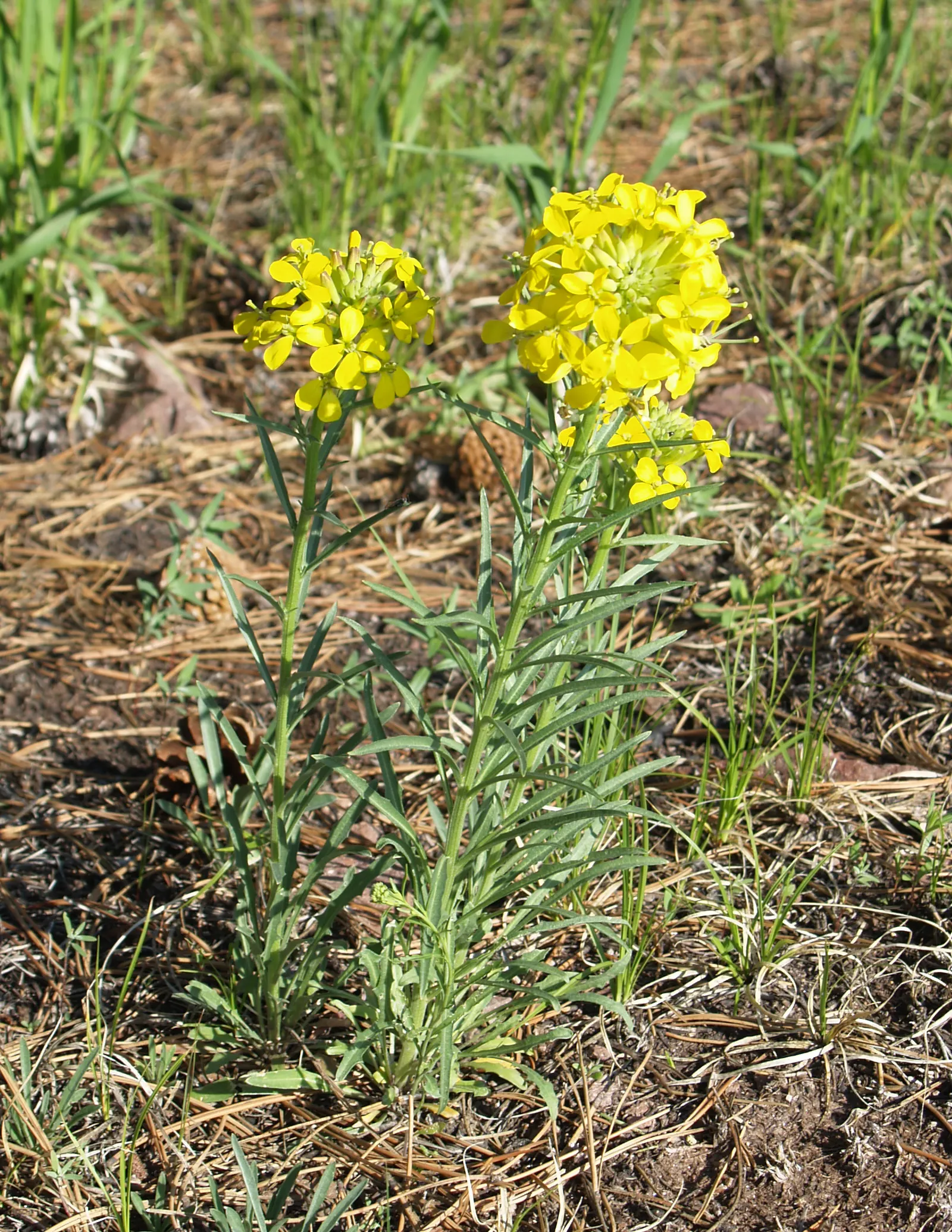 Native Wind Flower (Anemone Canadensis) — Thriving in USDA zones 3-8; making it suitable for naturalized areas