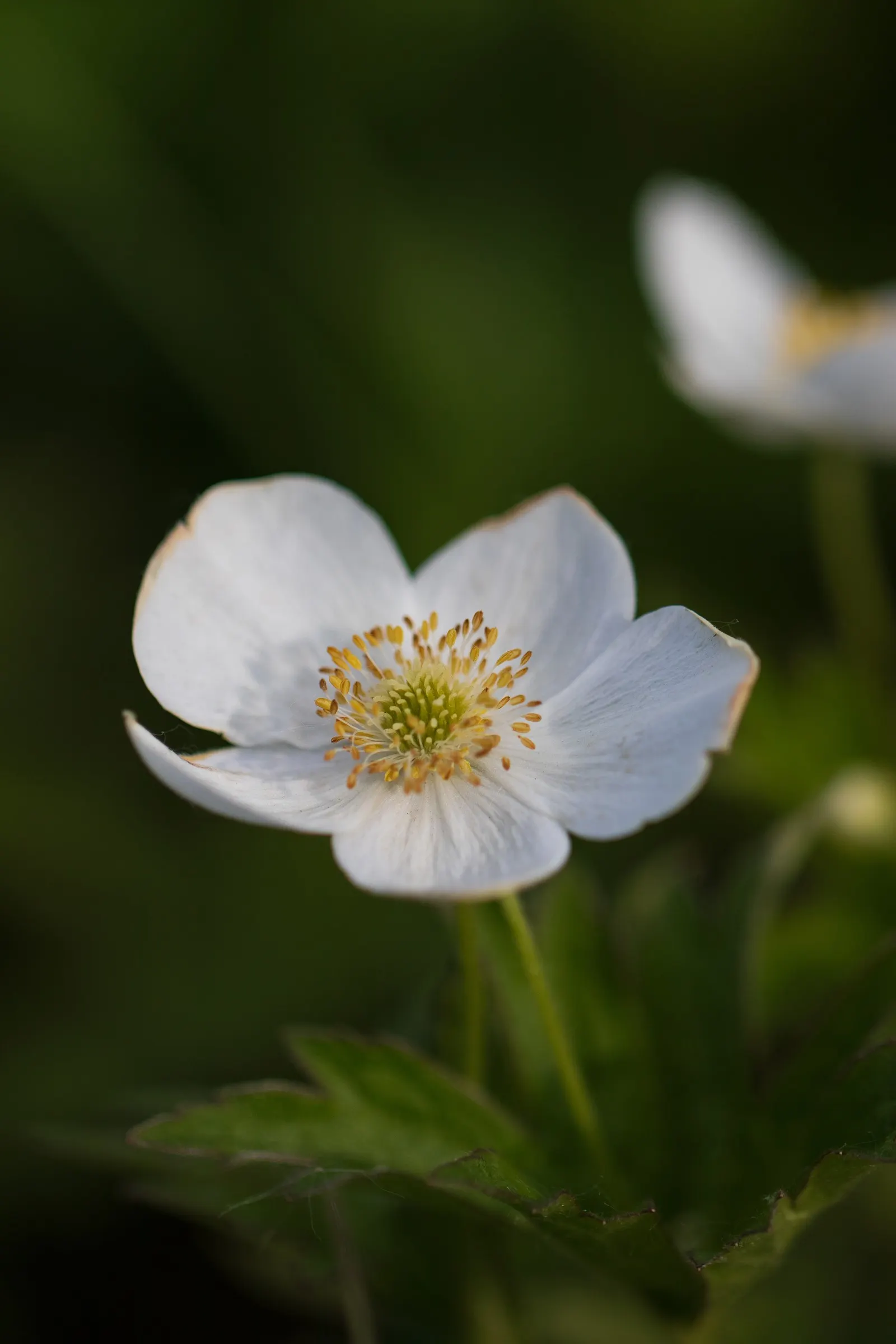 Native Wind Flower (Anemone Canadensis) — It is hardy in USDA zones 3 through 8, exhibiting notable frost tolerance; which appear from late spring, image 88