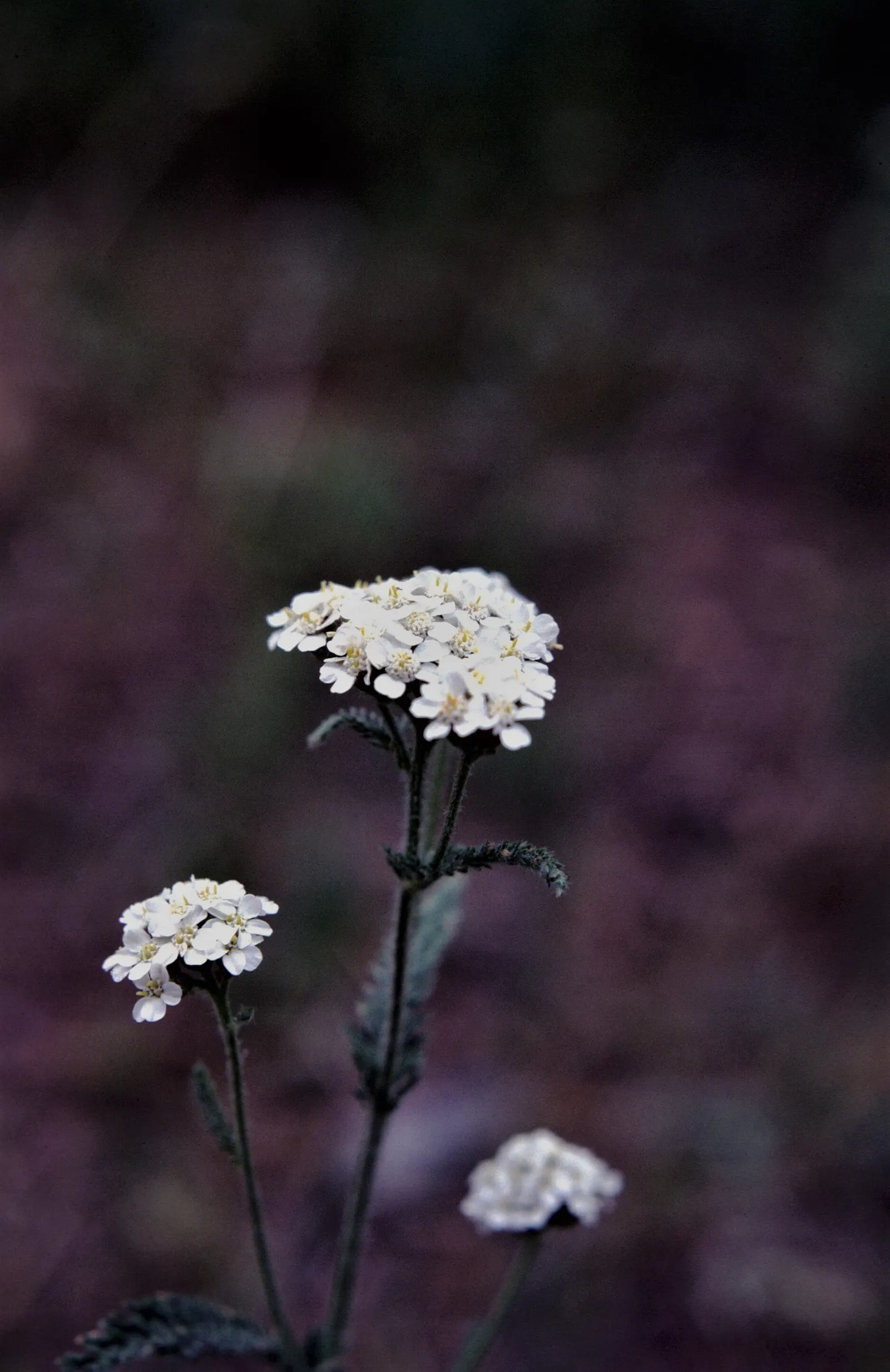 Native Wind Flower (Anemone Canadensis) — It's a low-maintenance option that offers great aesthetic appeal and ecological benefits; the plant can, image 92