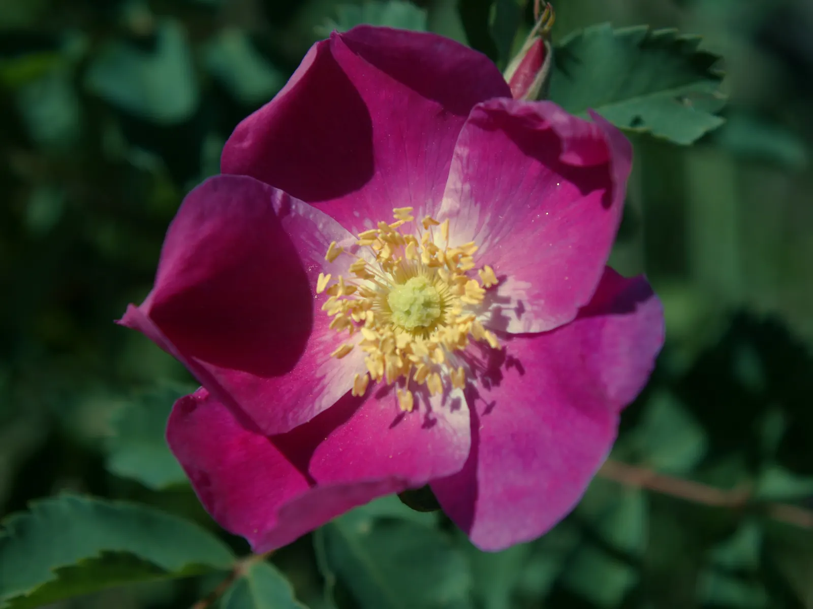 Native Wind Flower (Anemone Canadensis) — creating an eco-friendly and sustainable addition to their garden; typically ranging between 1 and 2 feet, image 163
