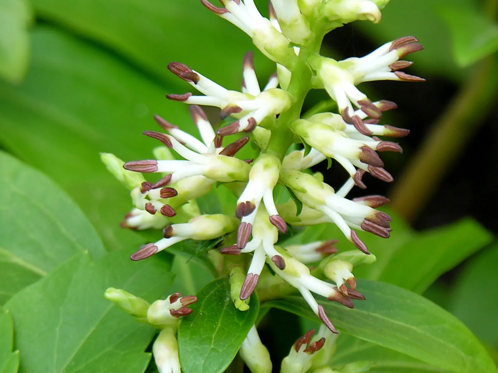 Japanese Spurge (Pachysandra Terminalis) — where it can form a dense ground cover that outcompetes weeds; is a robust evergreen ground cover that provides a