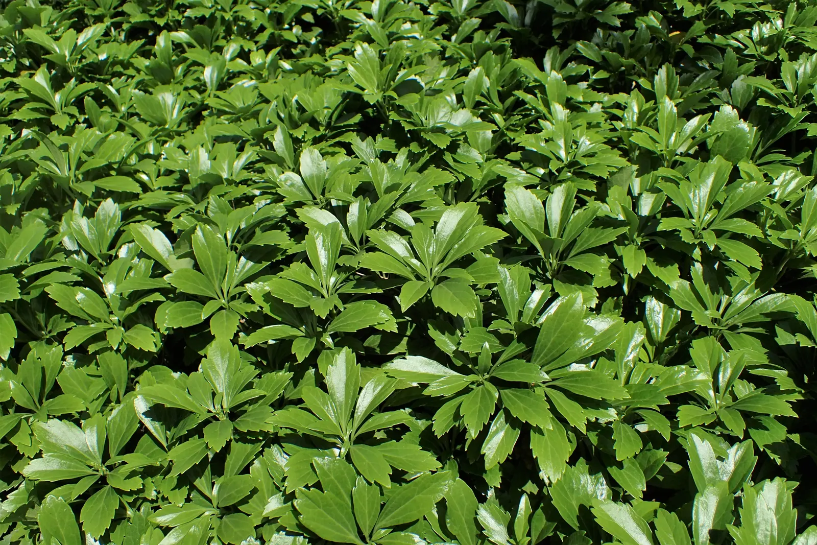 Japanese Spurge (Pachysandra Terminalis) — Its foliage is comprised of glossy; due to its spreading habit
