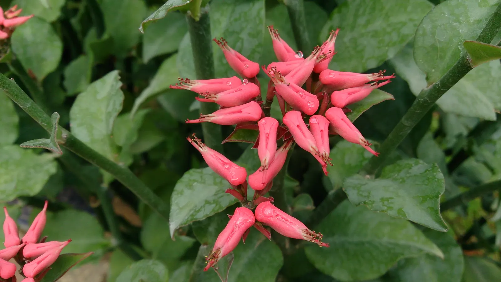 Japanese Spurge (Pachysandra Terminalis) — It is ideally planted in USDA hardiness zones 4 through 8