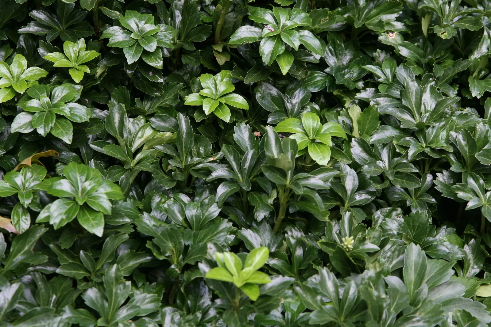 Japanese Spurge (Pachysandra Terminalis) — Ideal for low-maintenance areas, it sports tiny white blooms in early spring