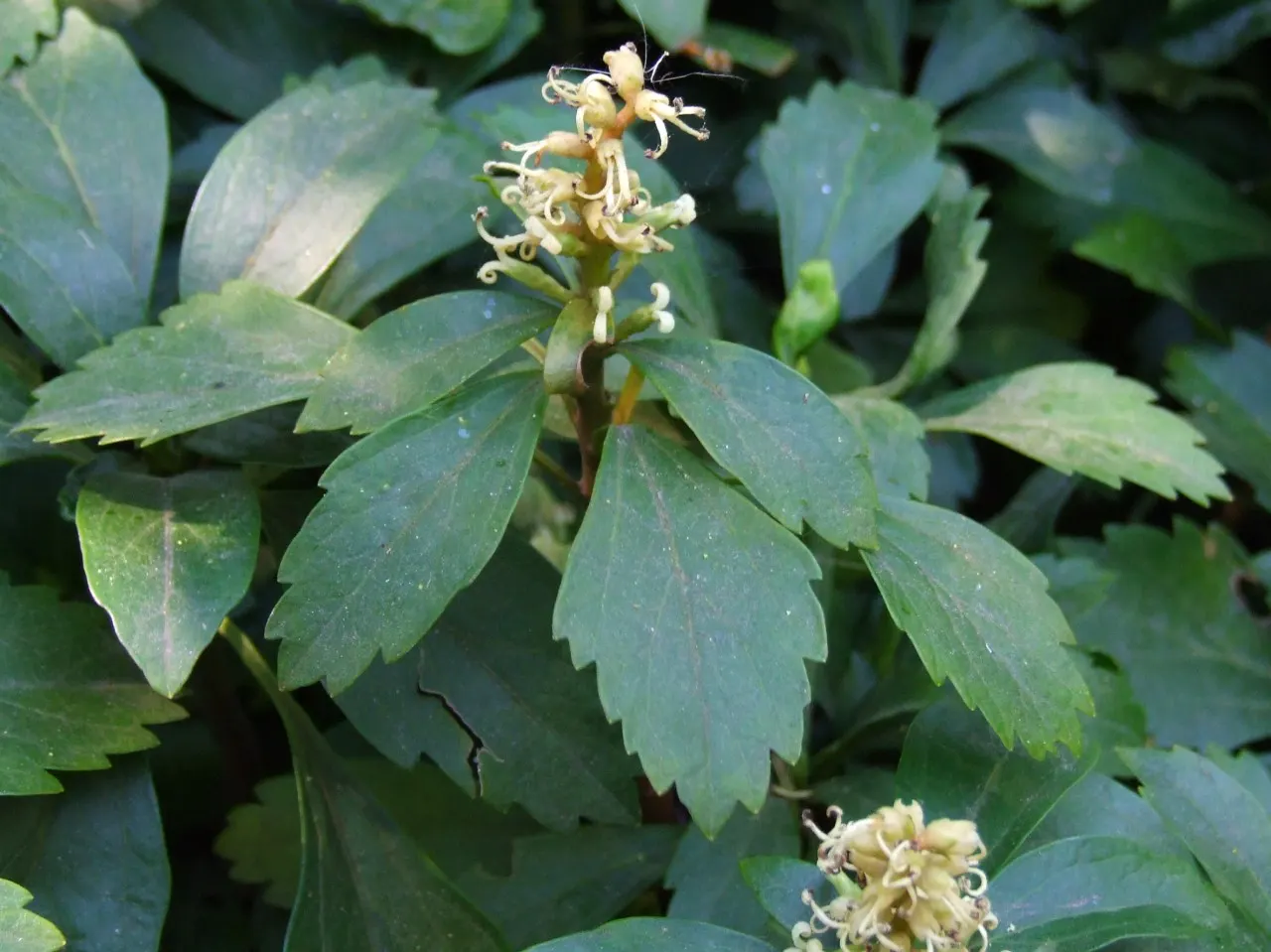 Japanese Spurge (Pachysandra Terminalis) — It is an excellent choice for shaded to part-shaded areas; such as under trees or on the north side of, image 70