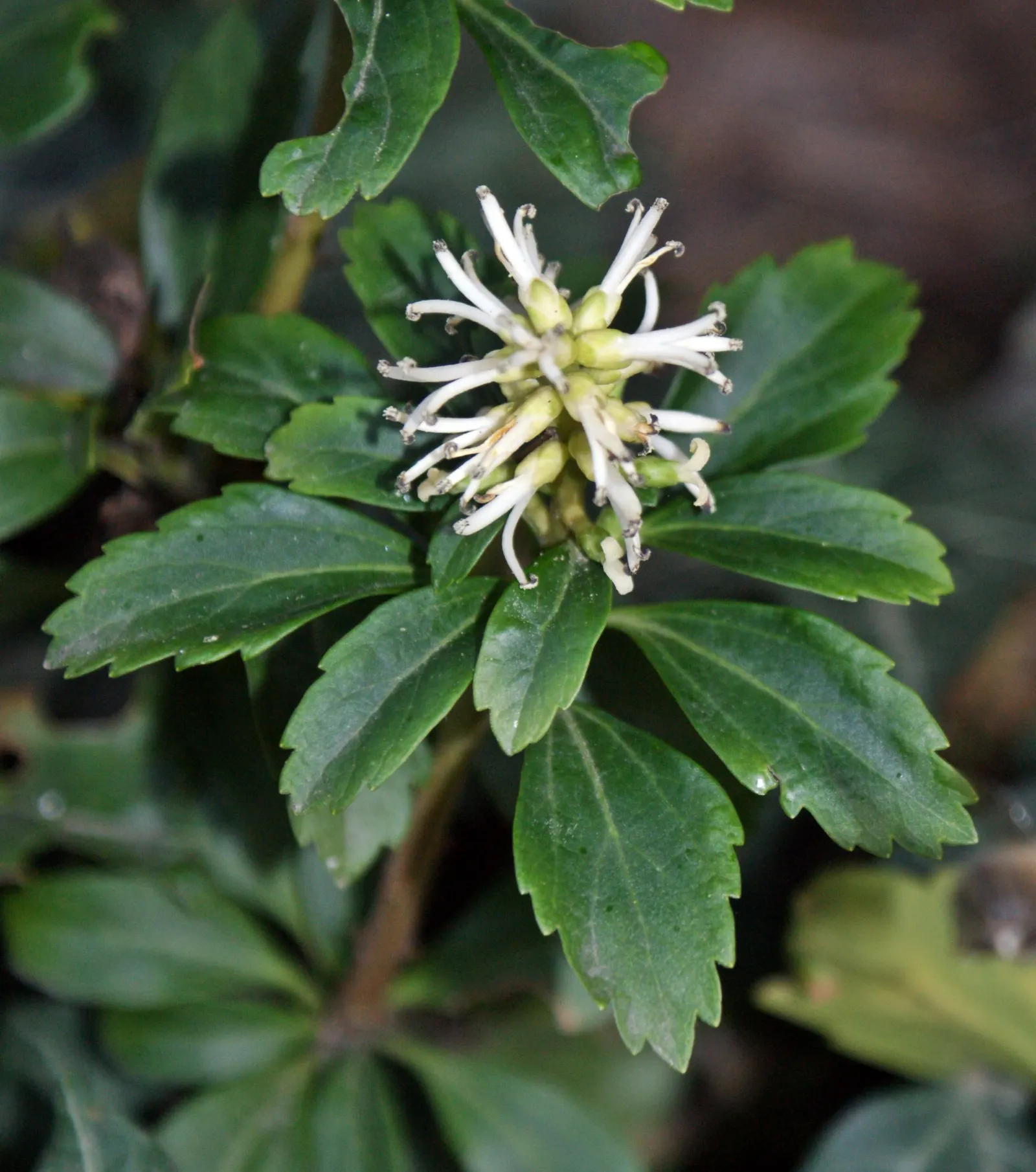 Japanese Spurge (Pachysandra Terminalis) — white flowers in the garden; it is ideally planted in USDA hardiness zones 4 through 8