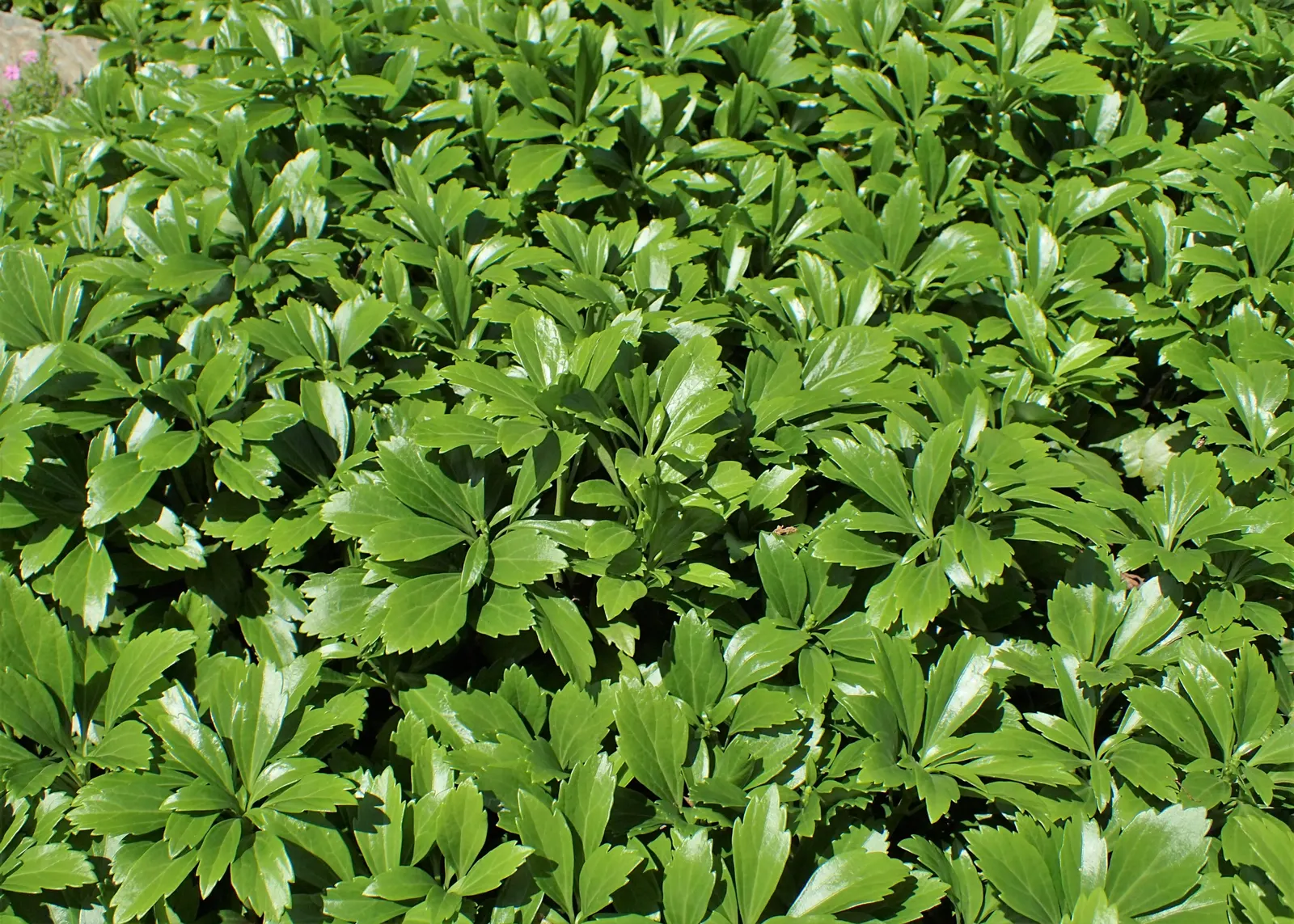 Japanese Spurge (Pachysandra Terminalis) — arranged in whorls at the end of its stems; where it can handle winter temperatures down to as low as