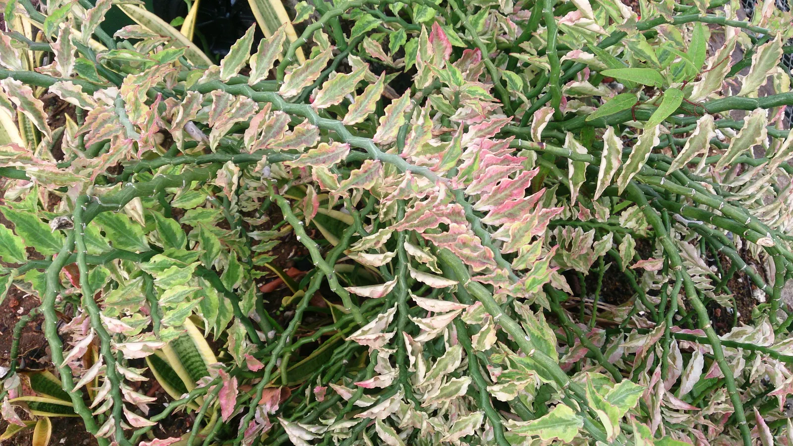 Japanese Spurge (Pachysandra Terminalis) — Its foliage is comprised of glossy