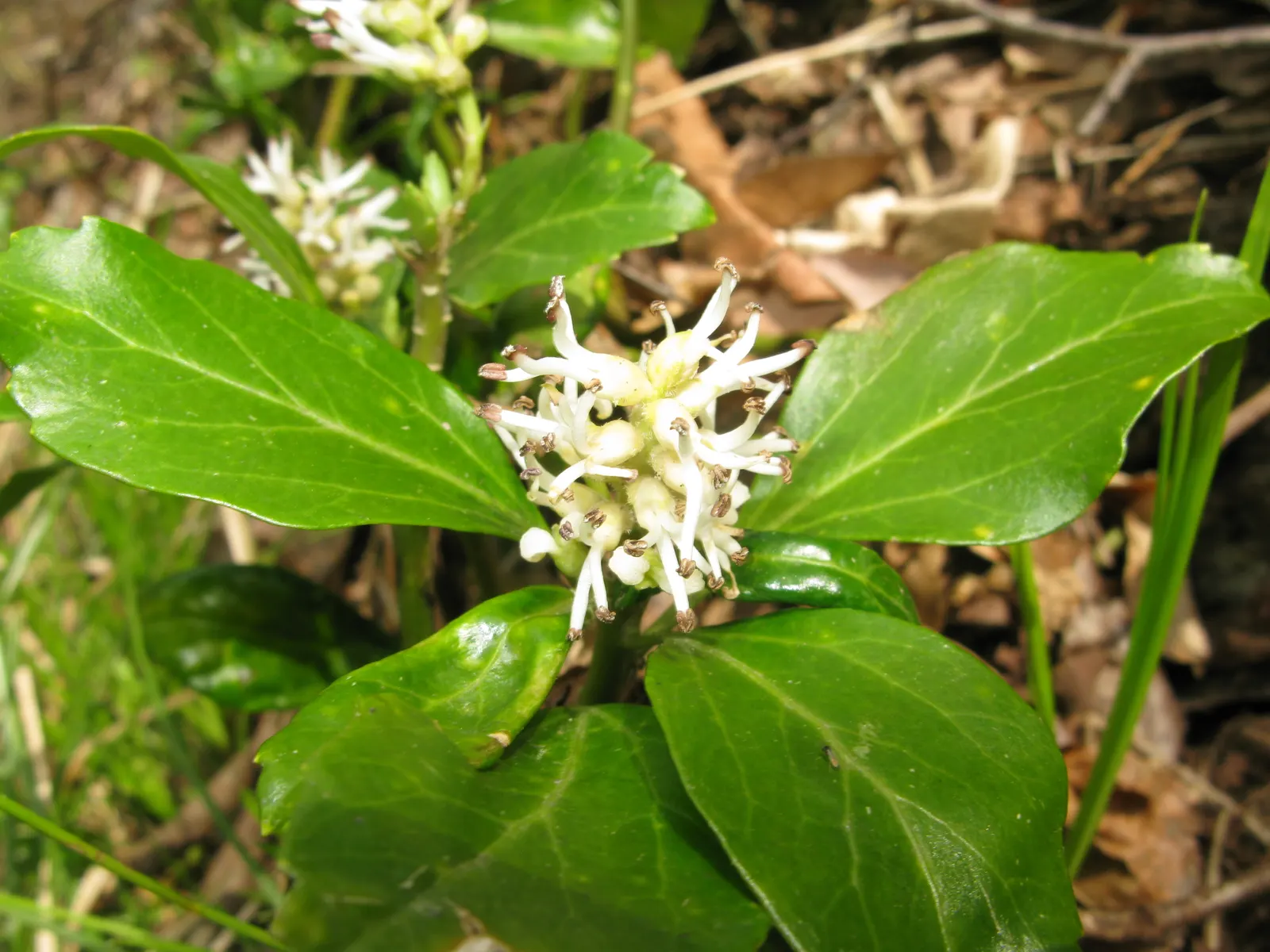 Japanese Spurge (Pachysandra Terminalis) — It forms dense mats of rich green foliage up to 10 inches high and spreads about 20 inches wide; its, image 54