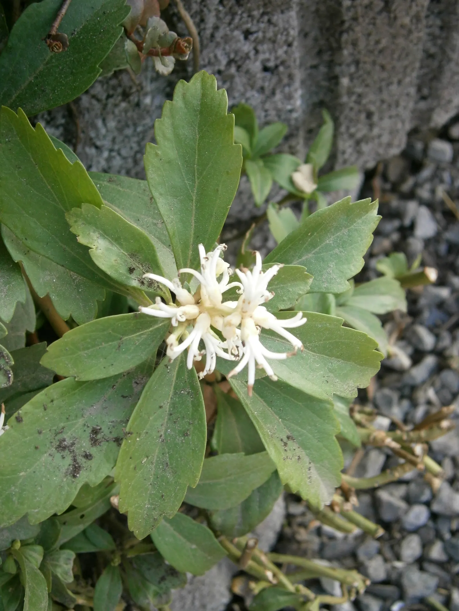 Japanese Spurge (Pachysandra Terminalis) — Japanese Spurge (Pachysandra terminalis) is an evergreen ground cover that thrives in partial to full, image 53