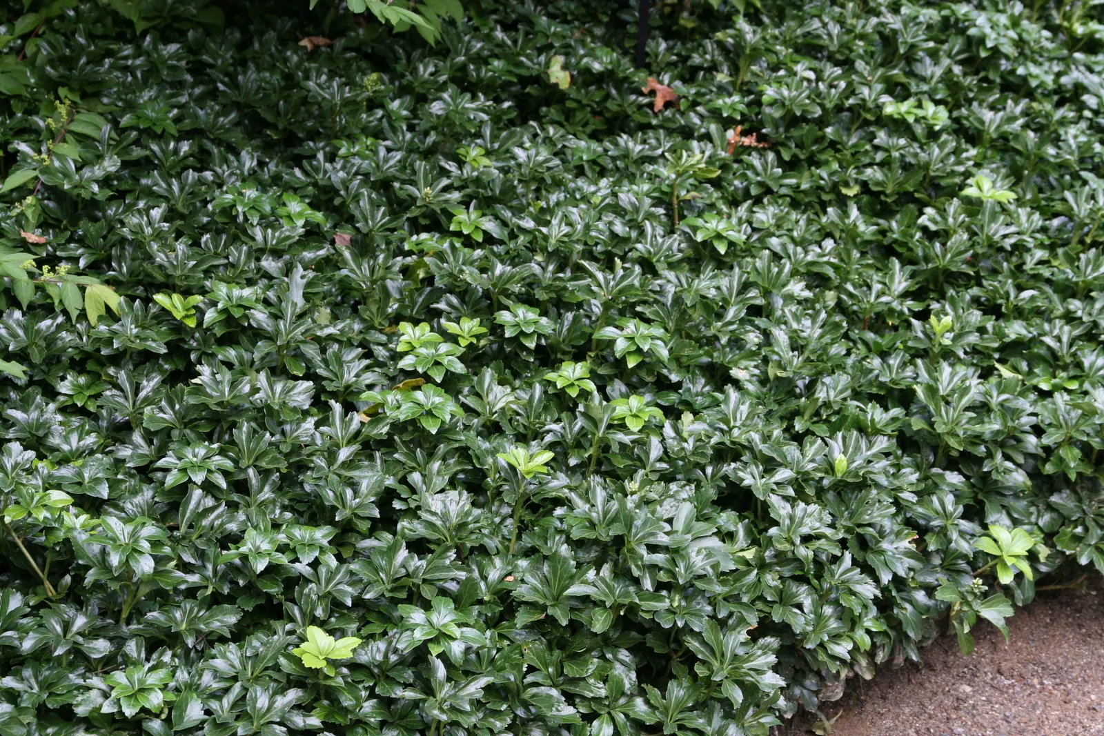 Japanese Spurge (Pachysandra Terminalis) — and underplanting in woodland gardens