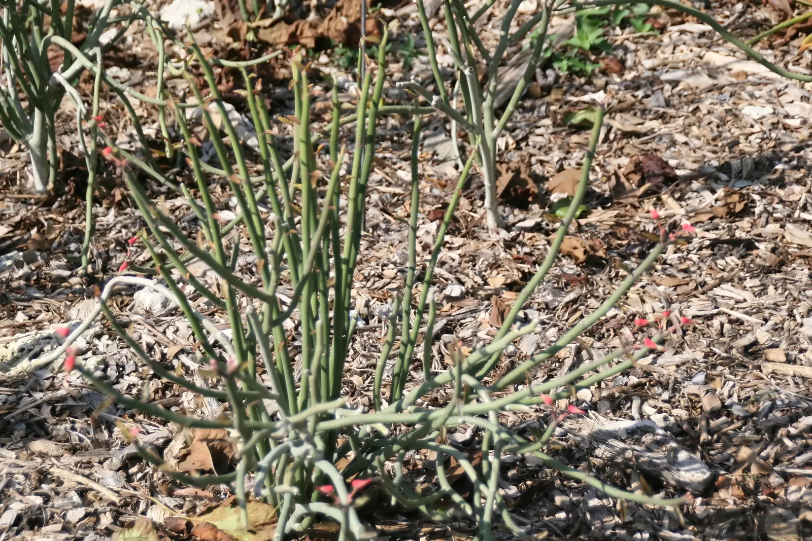 Japanese Spurge (Pachysandra Terminalis) — modest white spikes of flowers emerge