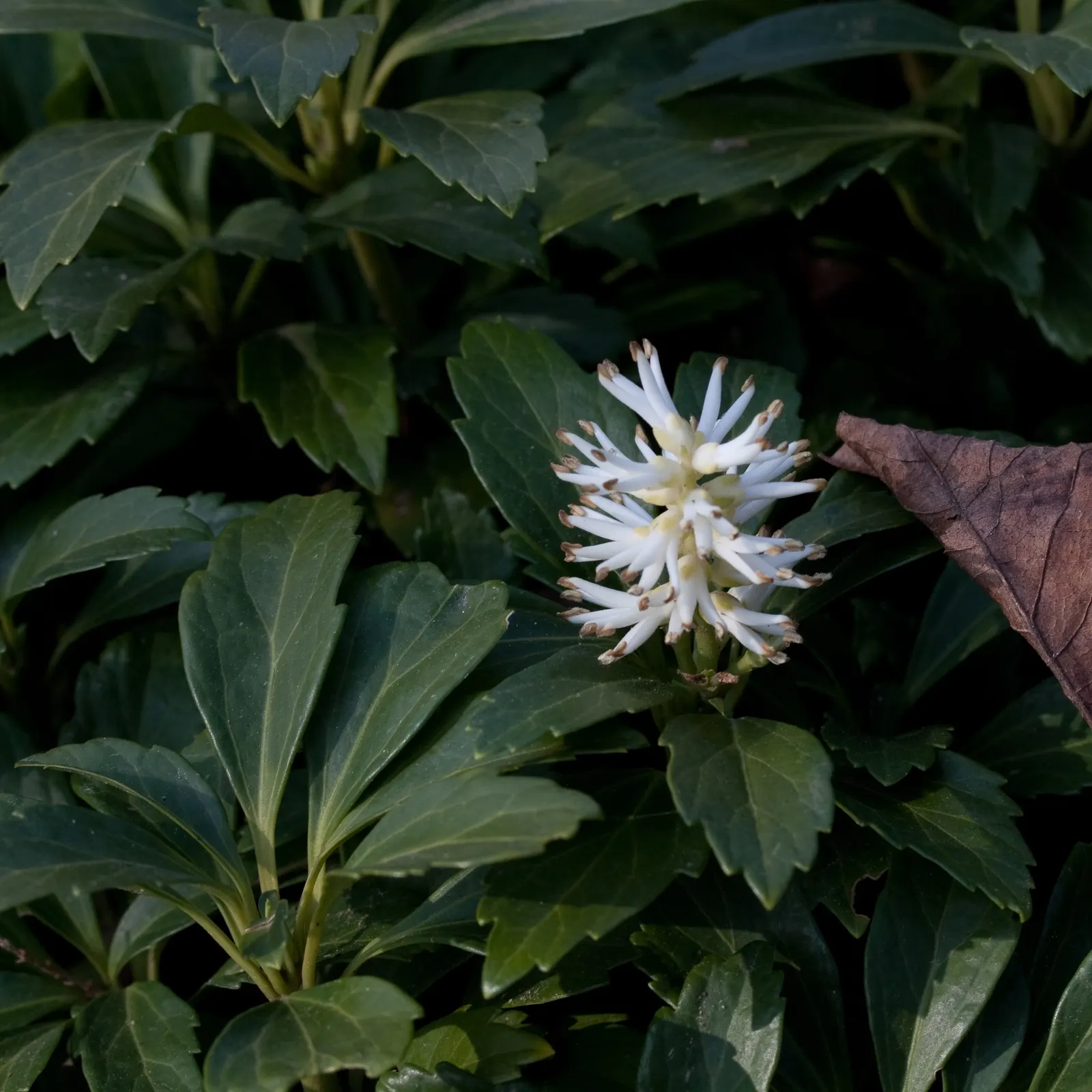 Japanese Spurge (Pachysandra Terminalis) — It is ideally planted in USDA hardiness zones 4 through 8; this shade-tolerant species thrives in, image 61