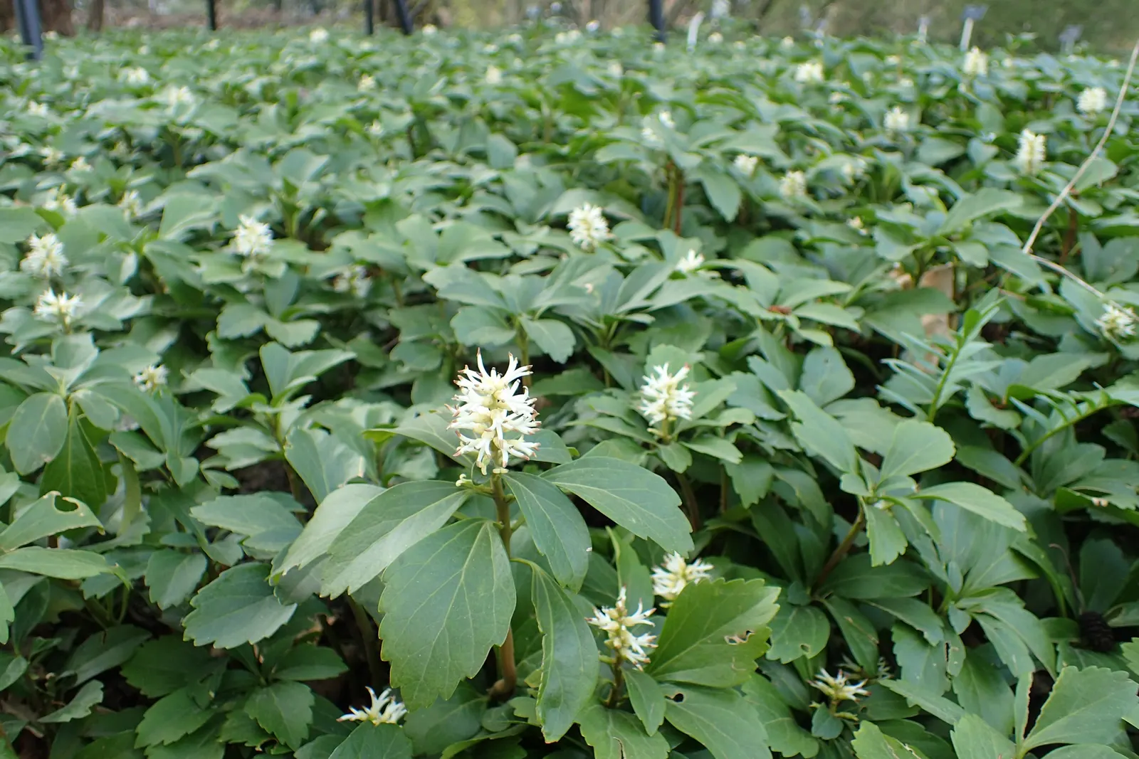 Japanese Spurge (Pachysandra Terminalis) — and underplanting in woodland gardens; resilient and adaptable, requires minimal care once established, image 57
