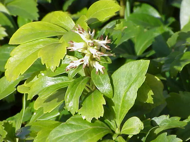 Japanese Spurge (Pachysandra Terminalis) — where it can handle winter temperatures down to as low as -30°F.<br><br>Japanese Spurge has a dense; standing