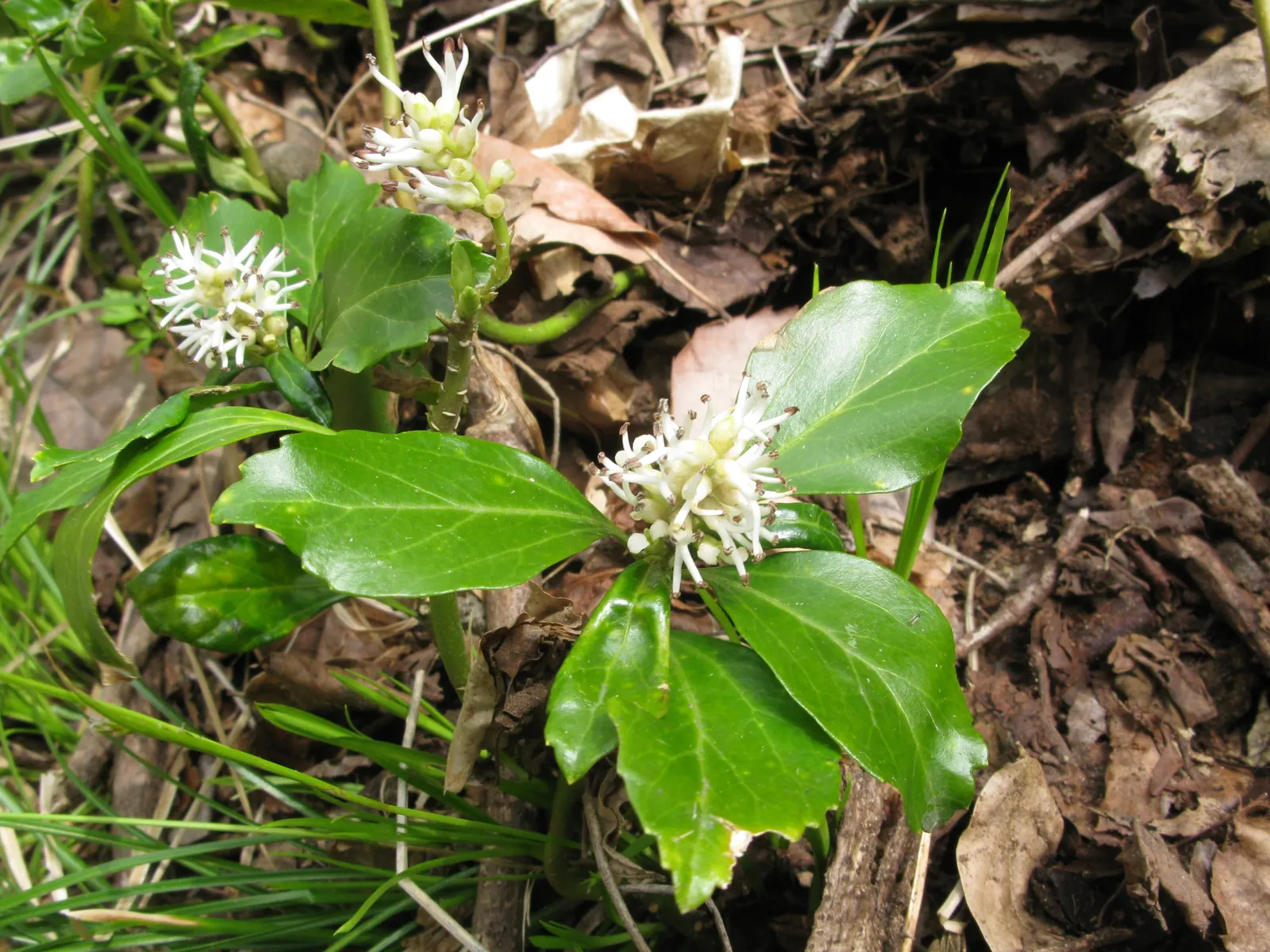 Japanese Spurge (Pachysandra Terminalis) — broadleaf evergreen / ground cover with white blooms; which add subtle interest to its otherwise uniform