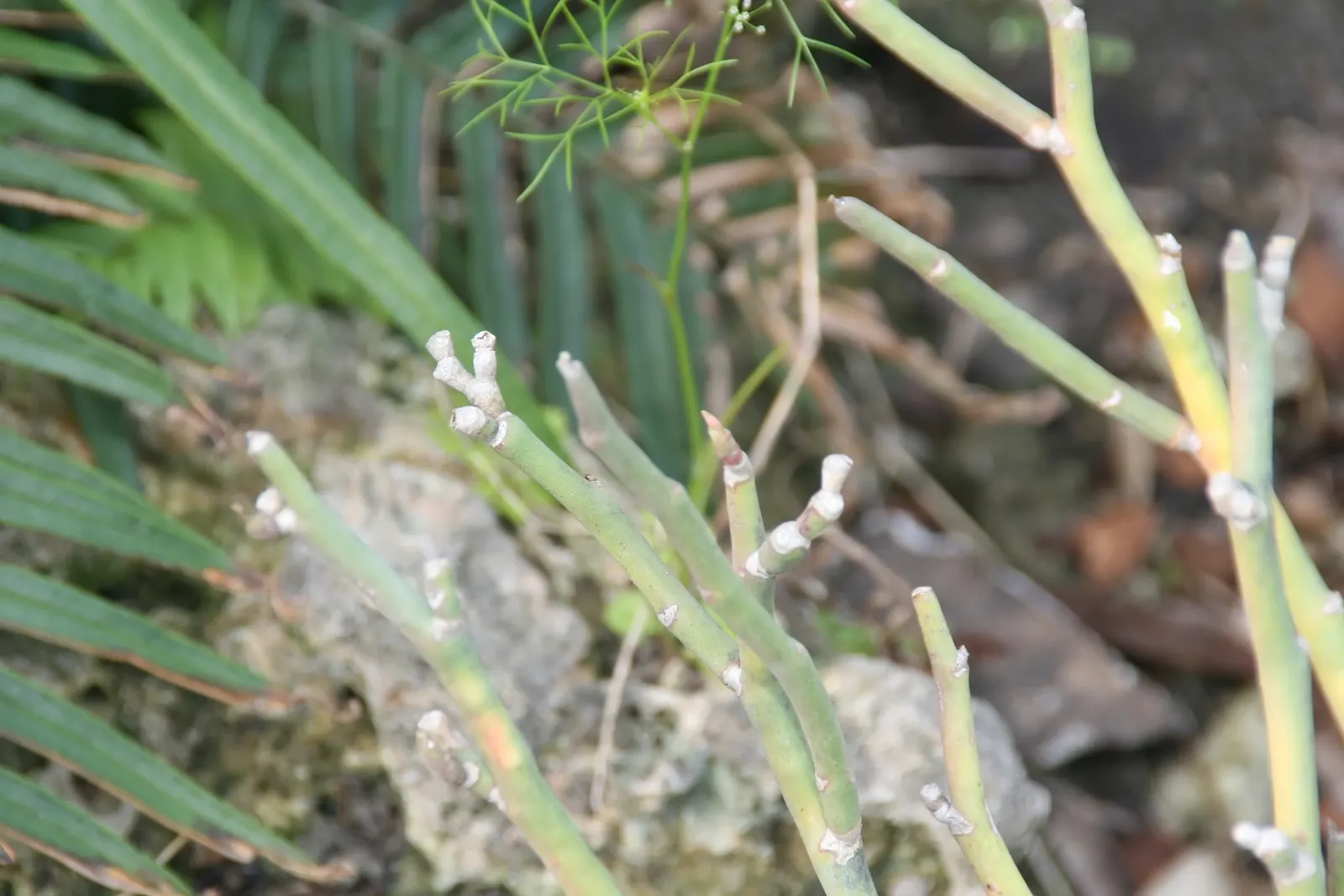 Japanese Spurge (Pachysandra Terminalis) — which add subtle interest to its otherwise uniform appearance.<br><br>Pachysandra terminalis prefers moist