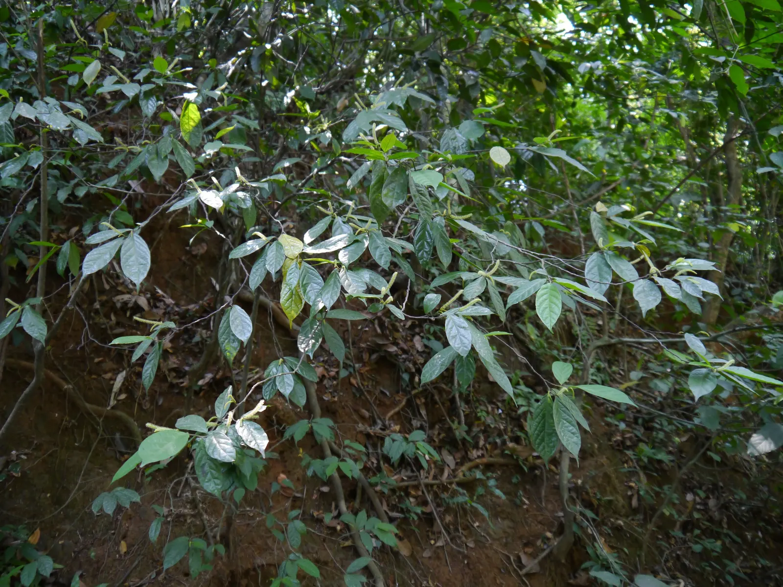 Japanese Spurge (Pachysandra Terminalis) — Due to its spreading habit