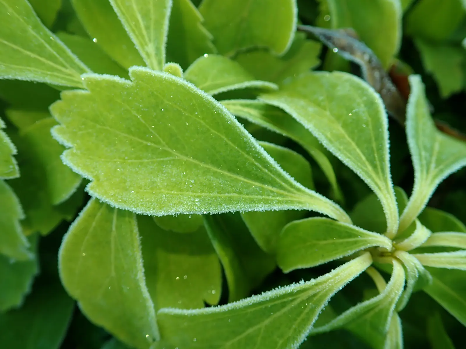 Japanese Spurge (Pachysandra Terminalis) — It is an excellent choice for shaded to part-shaded areas; such as under trees or on the north side of buildings