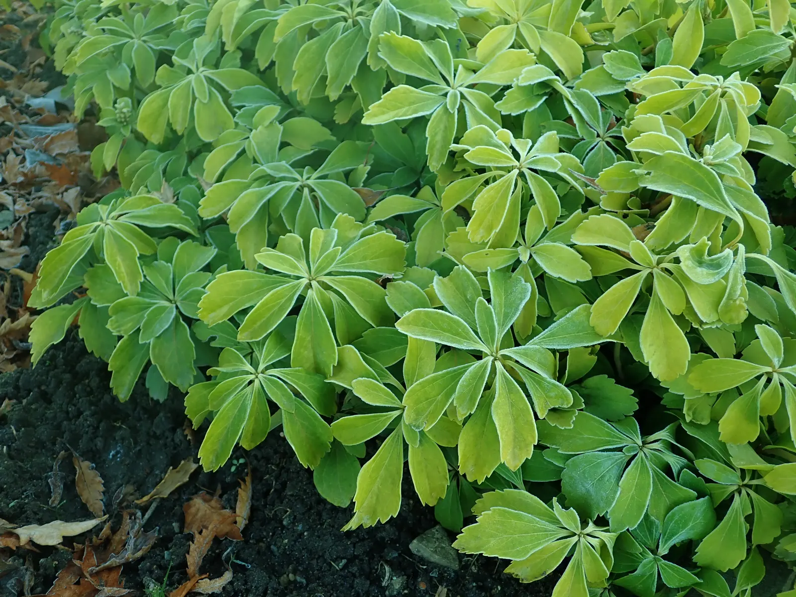 Japanese Spurge (Pachysandra Terminalis) — It requires minimal maintenance; modest white spikes of flowers emerge
