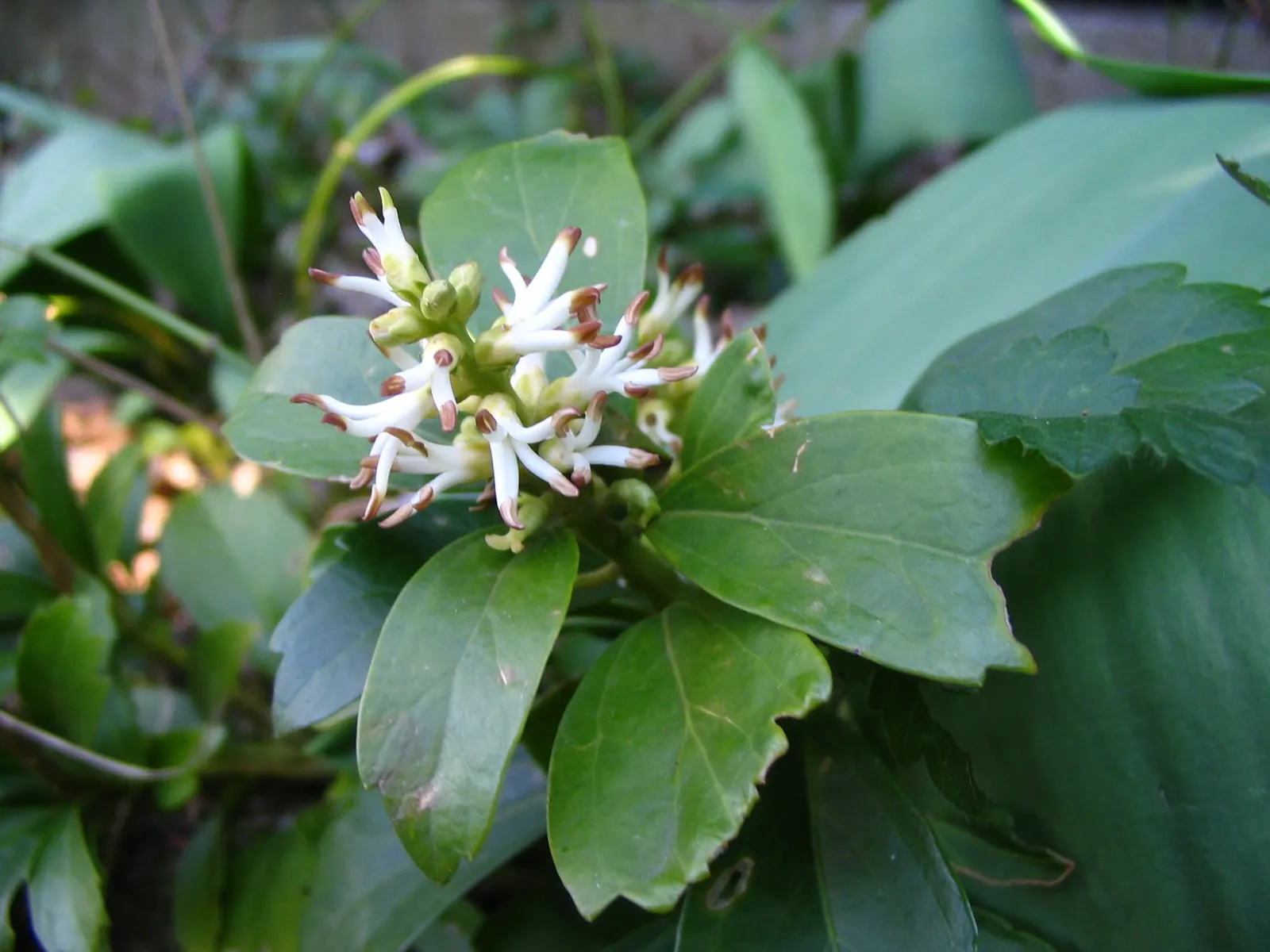 Japanese Spurge (Pachysandra Terminalis) — Its uniformity and ease of care make it a popular choice in both residential and commercial landscapes; it forms