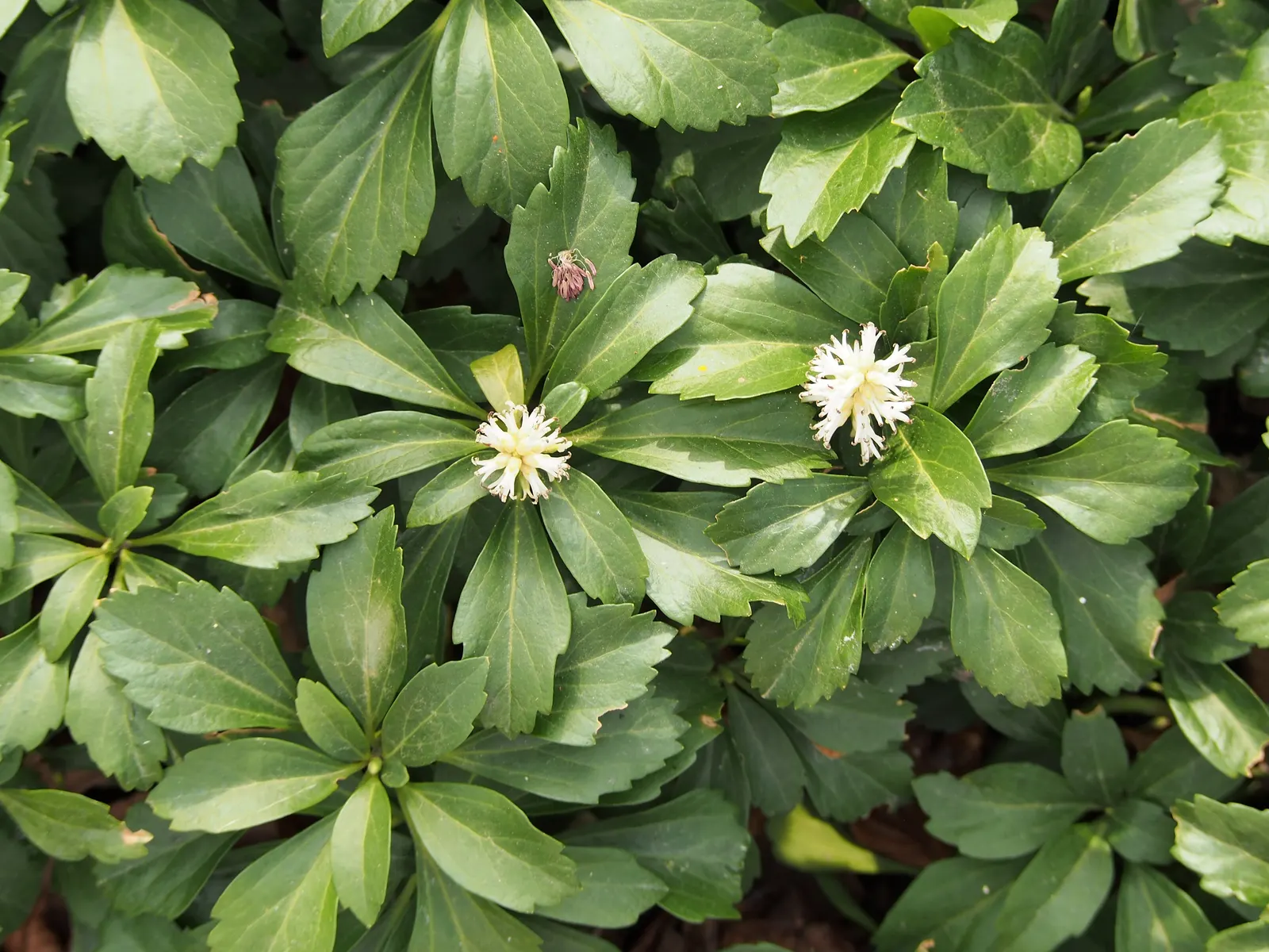 Japanese Spurge (Pachysandra Terminalis) — arranged in whorls at the end of its stems; where it can handle winter temperatures down to as low as, image 65