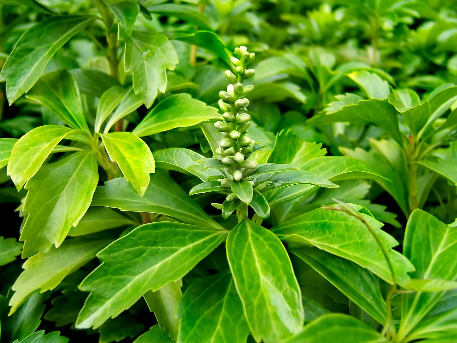 Japanese Spurge (Pachysandra Terminalis) — broadleaf evergreen / ground cover for deep shade or half or shade