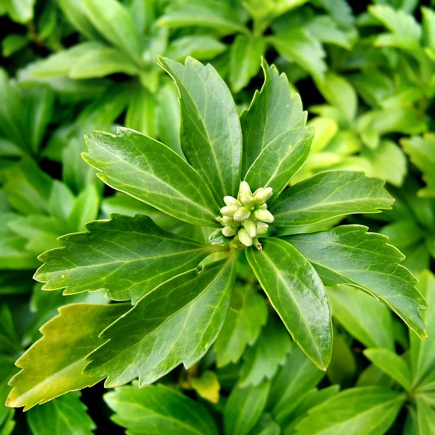 Japanese Spurge (Pachysandra Terminalis) — broadleaf evergreen / ground cover with white blooms