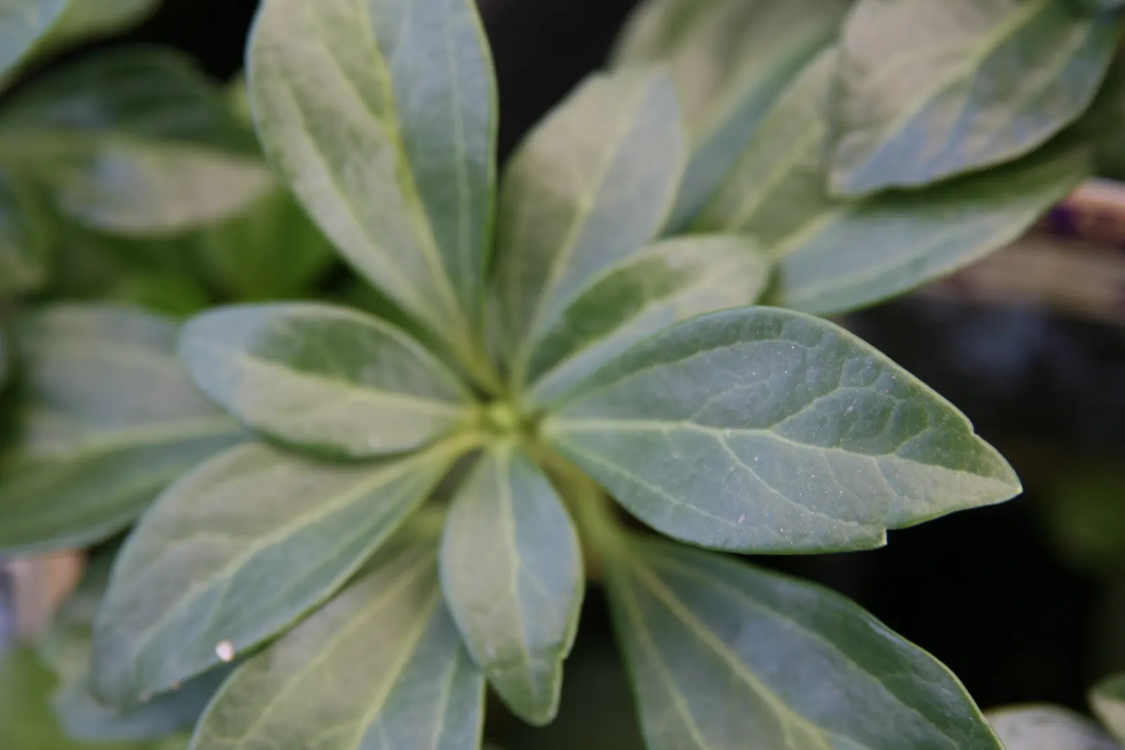 Japanese Spurge (Pachysandra Terminalis) — it's excellent for suppressing weeds