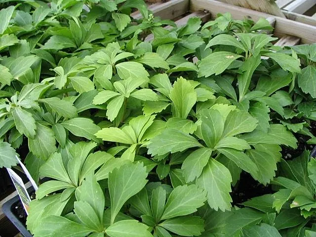 Japanese Spurge (Pachysandra Terminalis) — It forms dense mats of rich green foliage up to 10 inches high and spreads about 20 inches wide