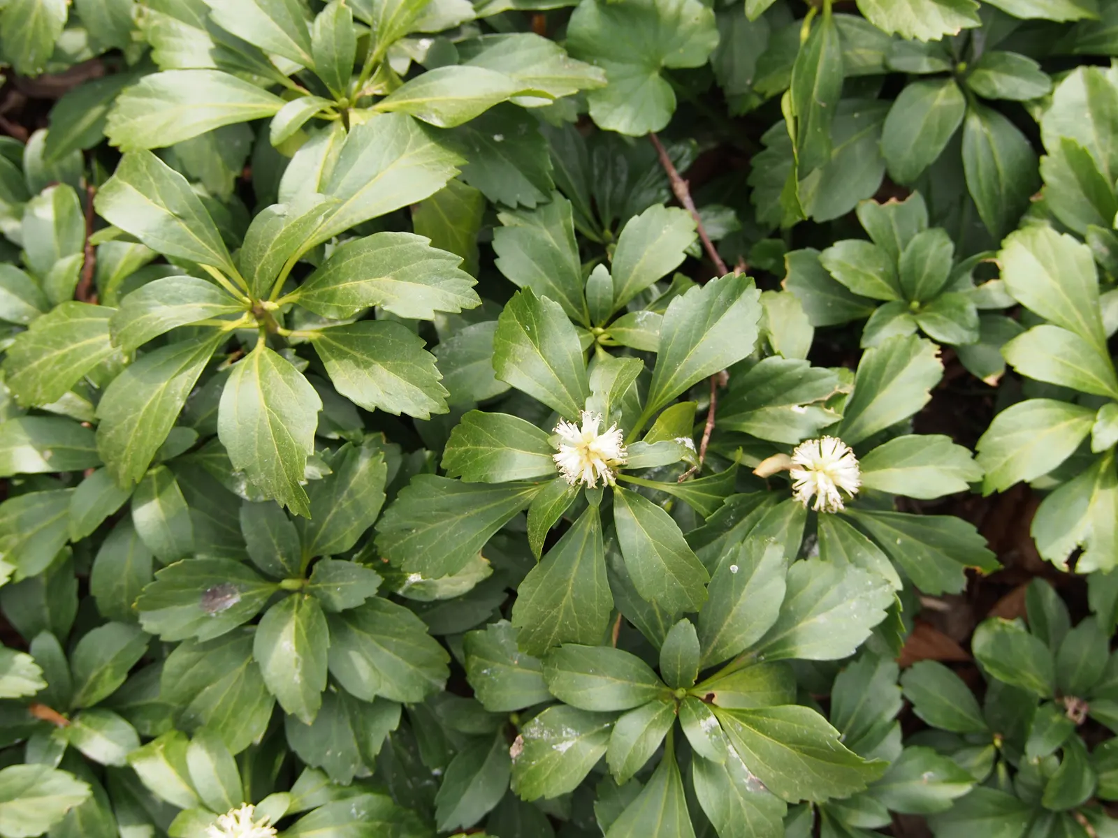 Japanese Spurge (Pachysandra Terminalis) — where it can handle winter temperatures down to as low as -30°F.<br><br>Japanese Spurge has a dense, image 62