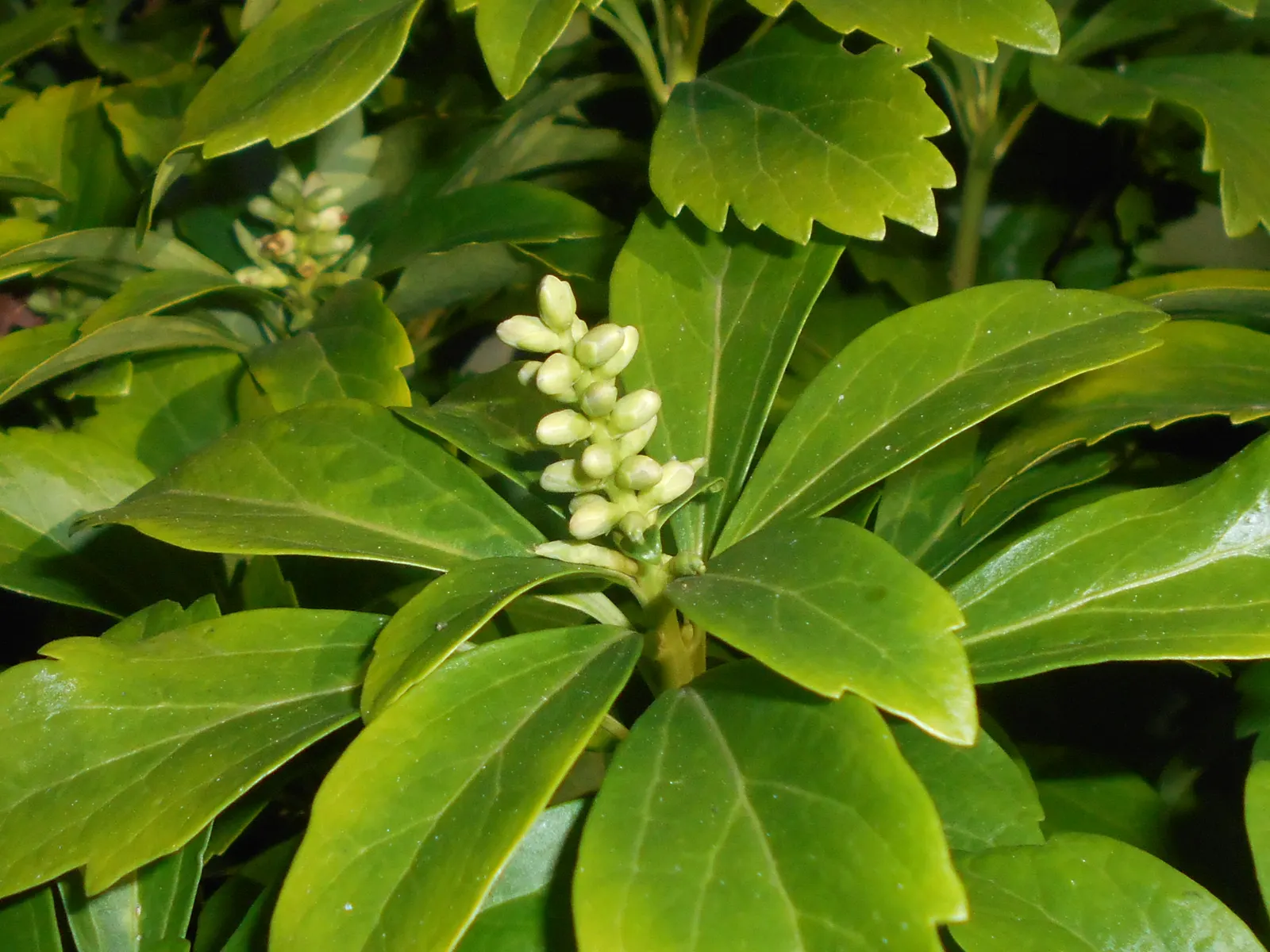 Japanese Spurge (Pachysandra Terminalis) — Resilient and adaptable, requires minimal care once established; arranged in whorls at the end of its, image 58