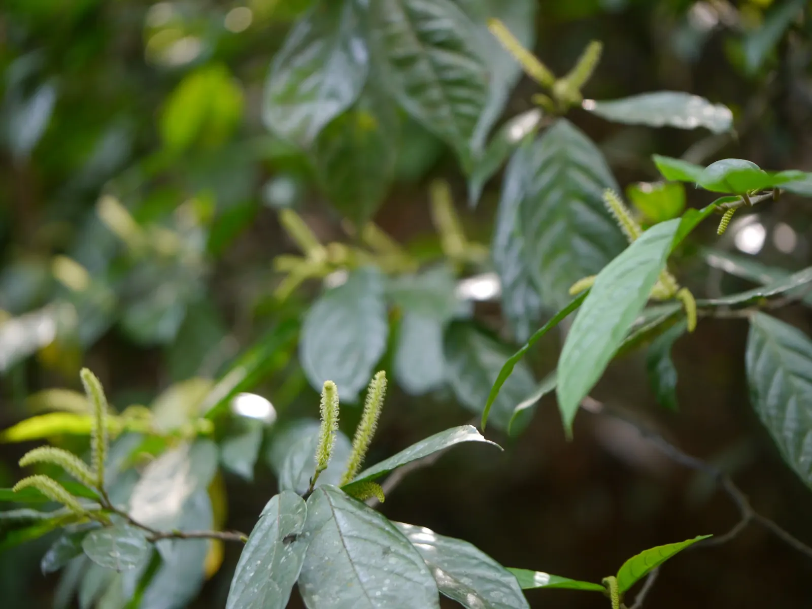 Japanese Spurge (Pachysandra Terminalis) — well-drained soil with an acidic to neutral pH