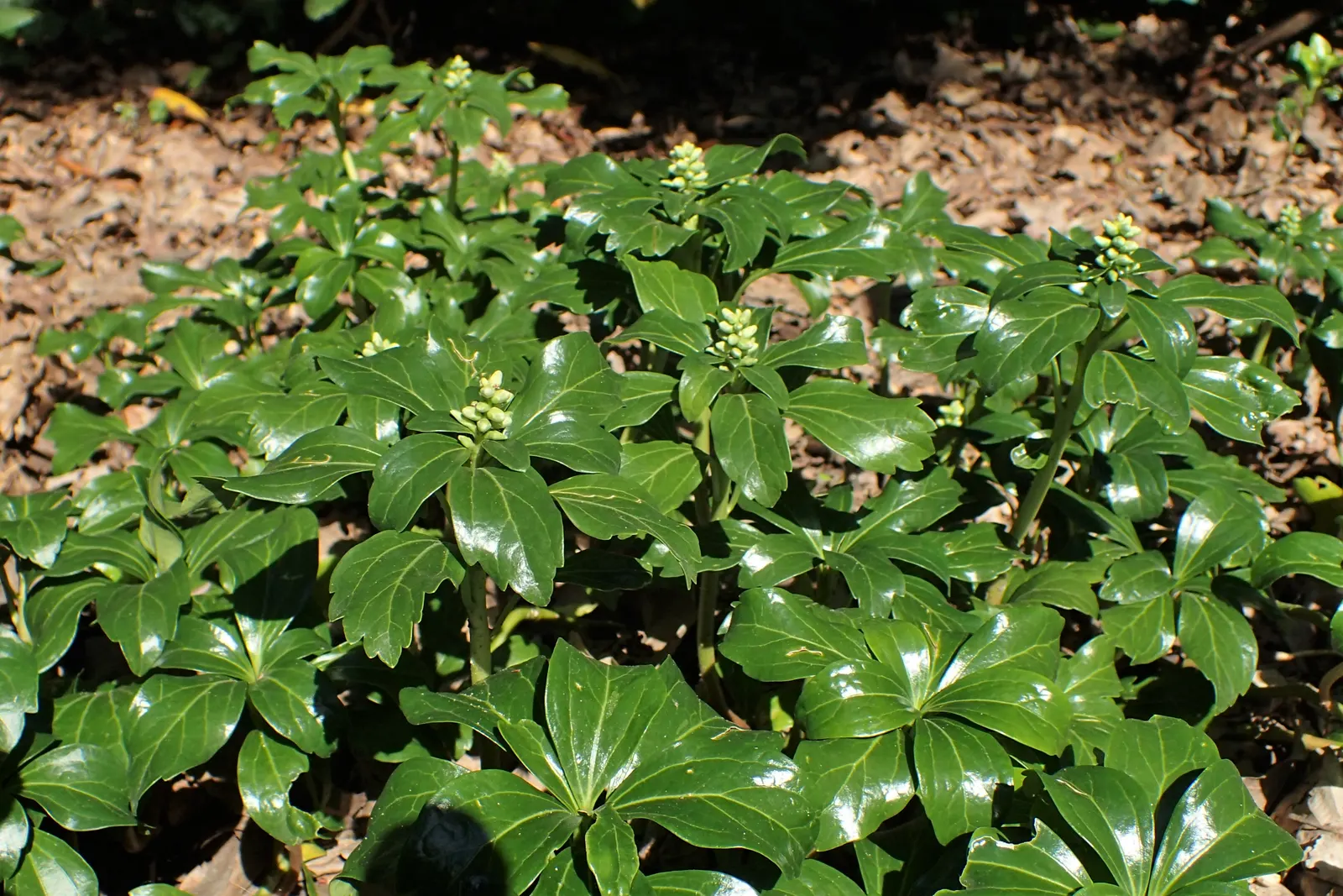 Japanese Spurge (Pachysandra Terminalis) — where it can form a dense ground cover that outcompetes weeds; is a robust evergreen ground cover that, image 72