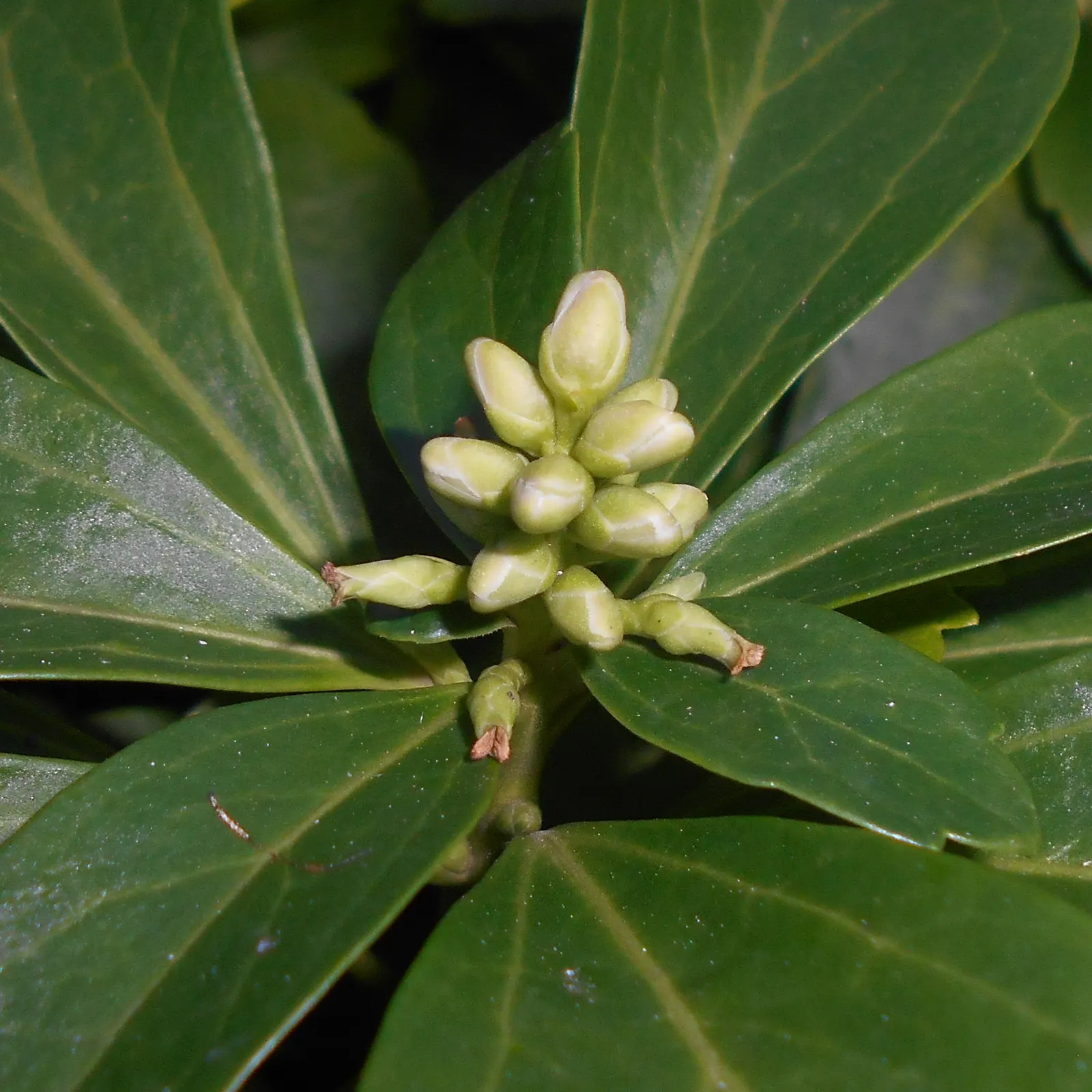 Japanese Spurge (Pachysandra Terminalis) — This shade-tolerant species thrives in conditions where other plants may struggle to establish; japanese, image 60