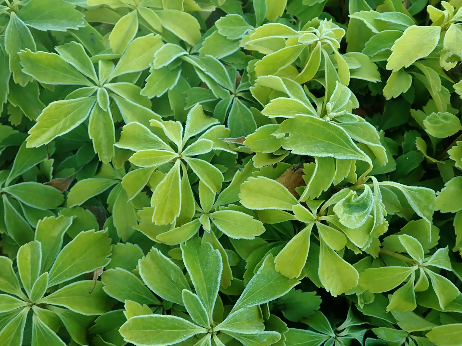 Japanese Spurge (Pachysandra Terminalis) — is a robust evergreen ground cover that provides a lush tapestry of green throughout the year; where it, image 59