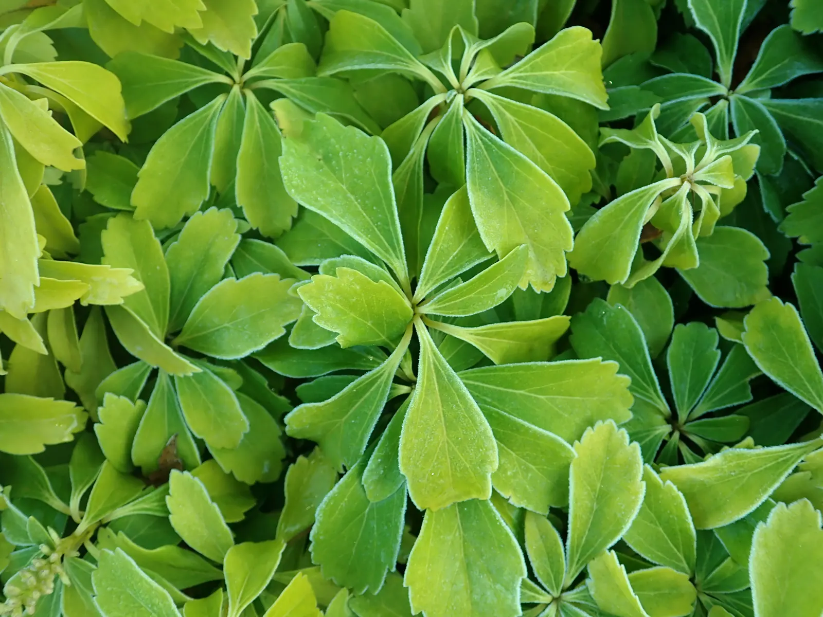 Japanese Spurge (Pachysandra Terminalis) — it's excellent for suppressing weeds; broadleaf evergreen / ground cover with white blooms, image 56