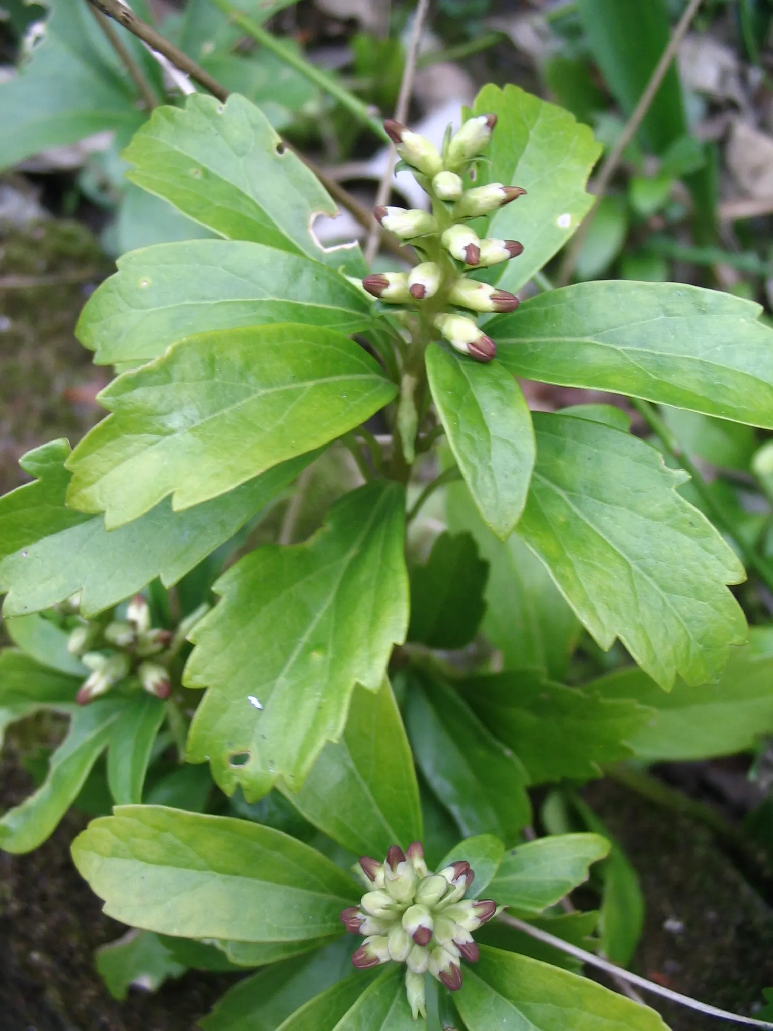 Japanese Spurge (Pachysandra Terminalis) — modest white spikes of flowers emerge; well-drained soil with an acidic to neutral pH