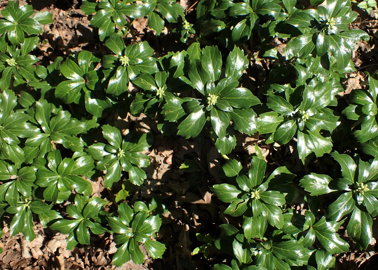 Japanese Spurge (Pachysandra Terminalis) — well-drained soil with an acidic to neutral pH; deep green leaves which are slightly leathery in texture, image 69